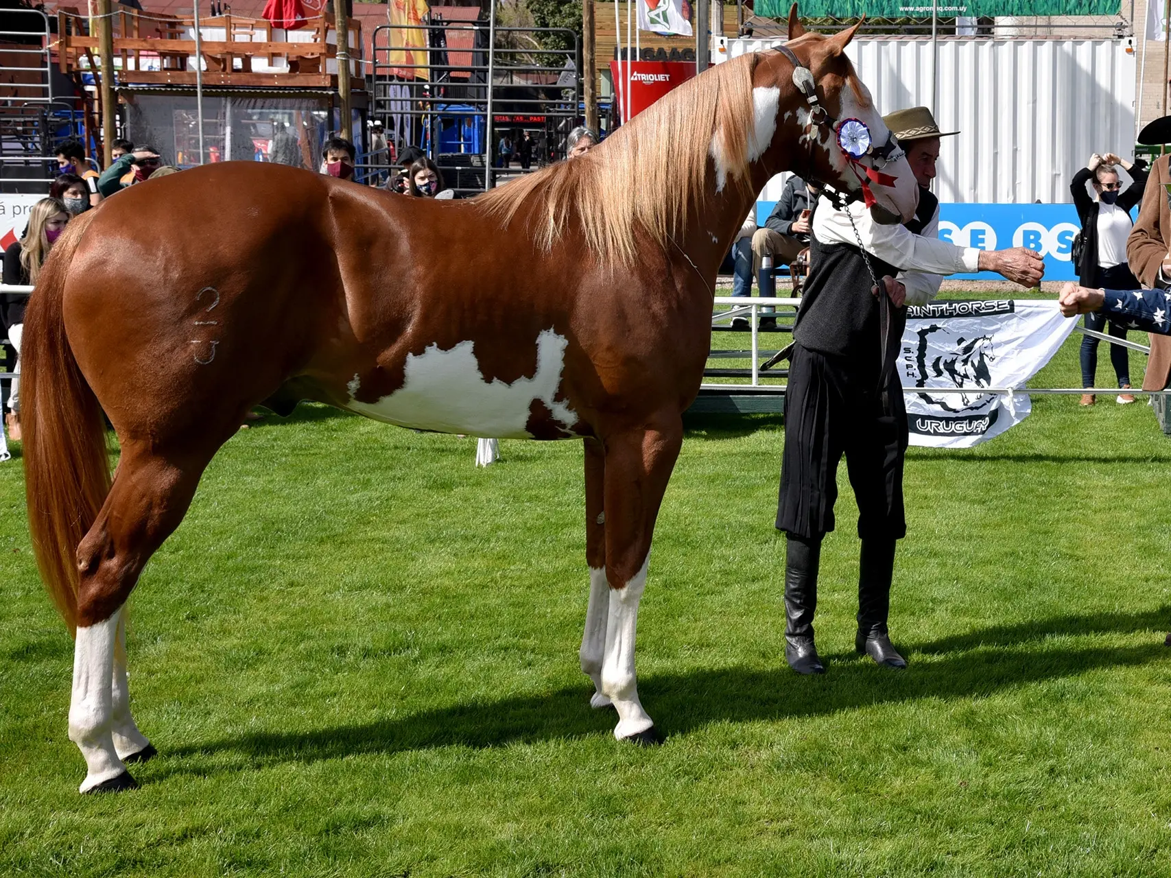 Pinto flaxen horse