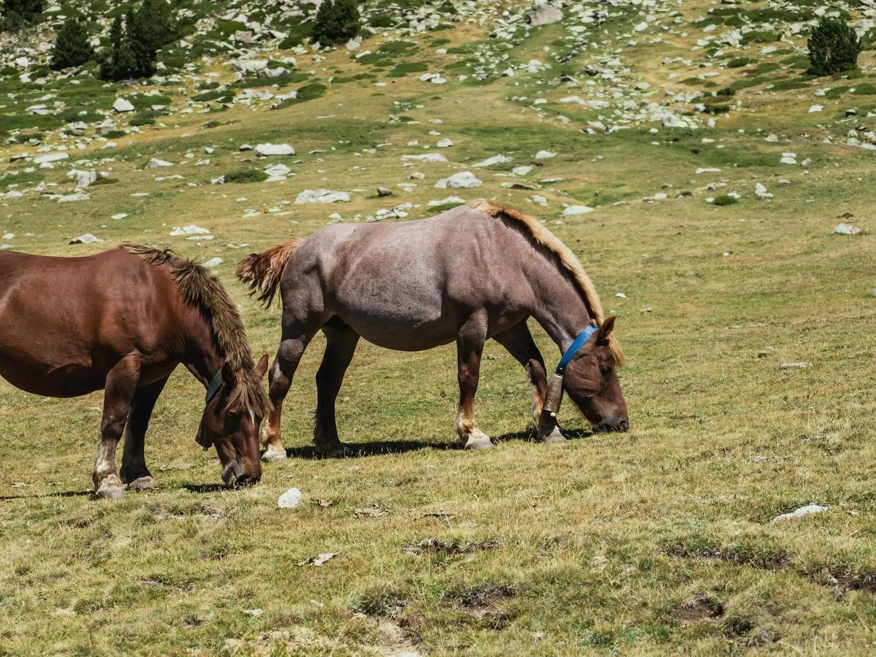 Roan flaxen horse