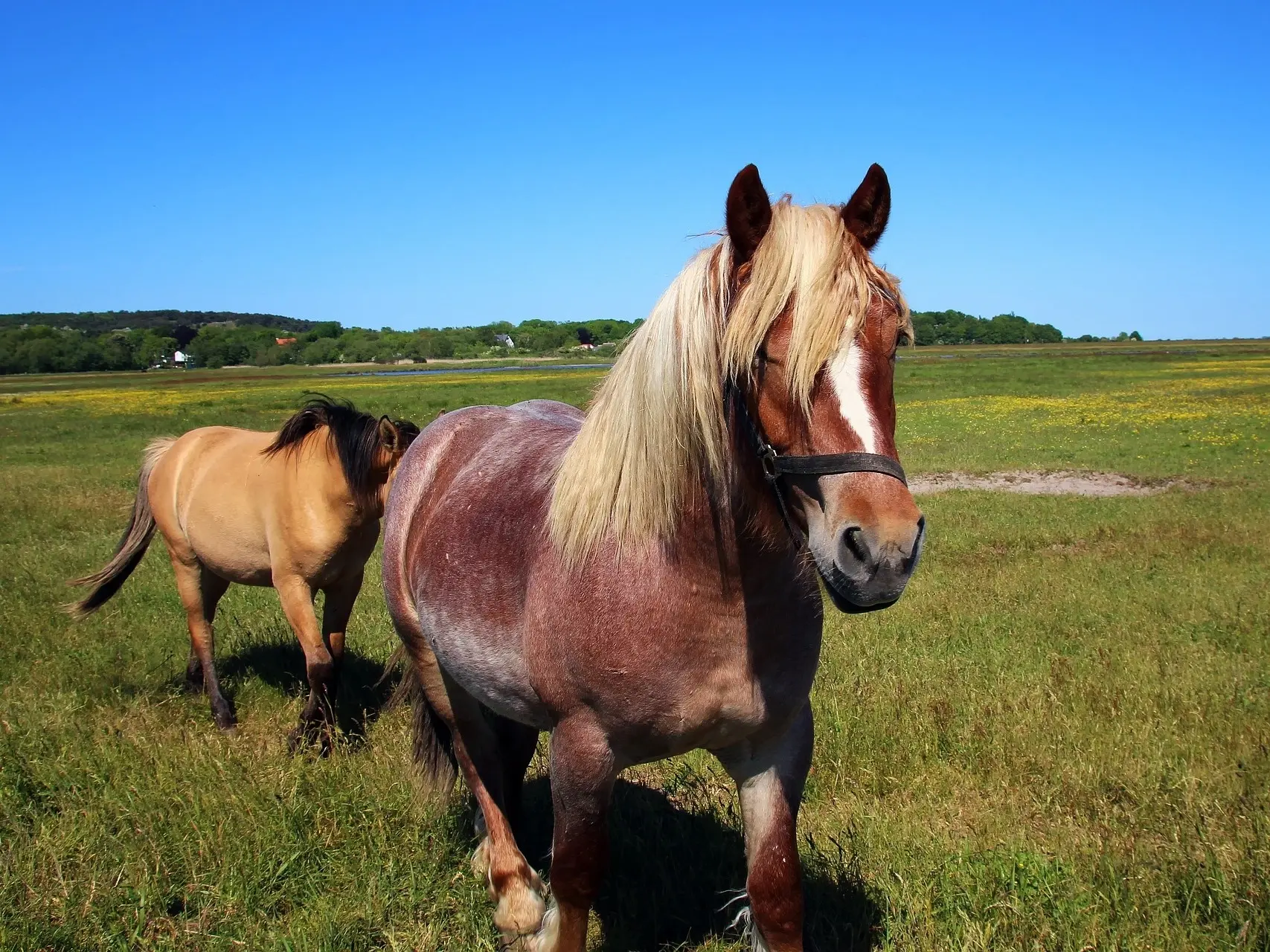 Rabicano flaxen horse