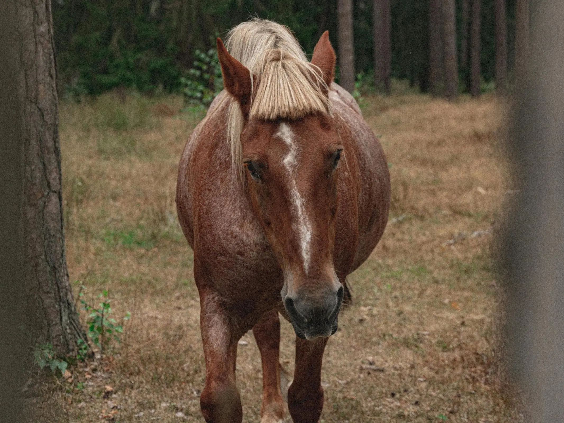 Flaxen chestnut rabicano horse