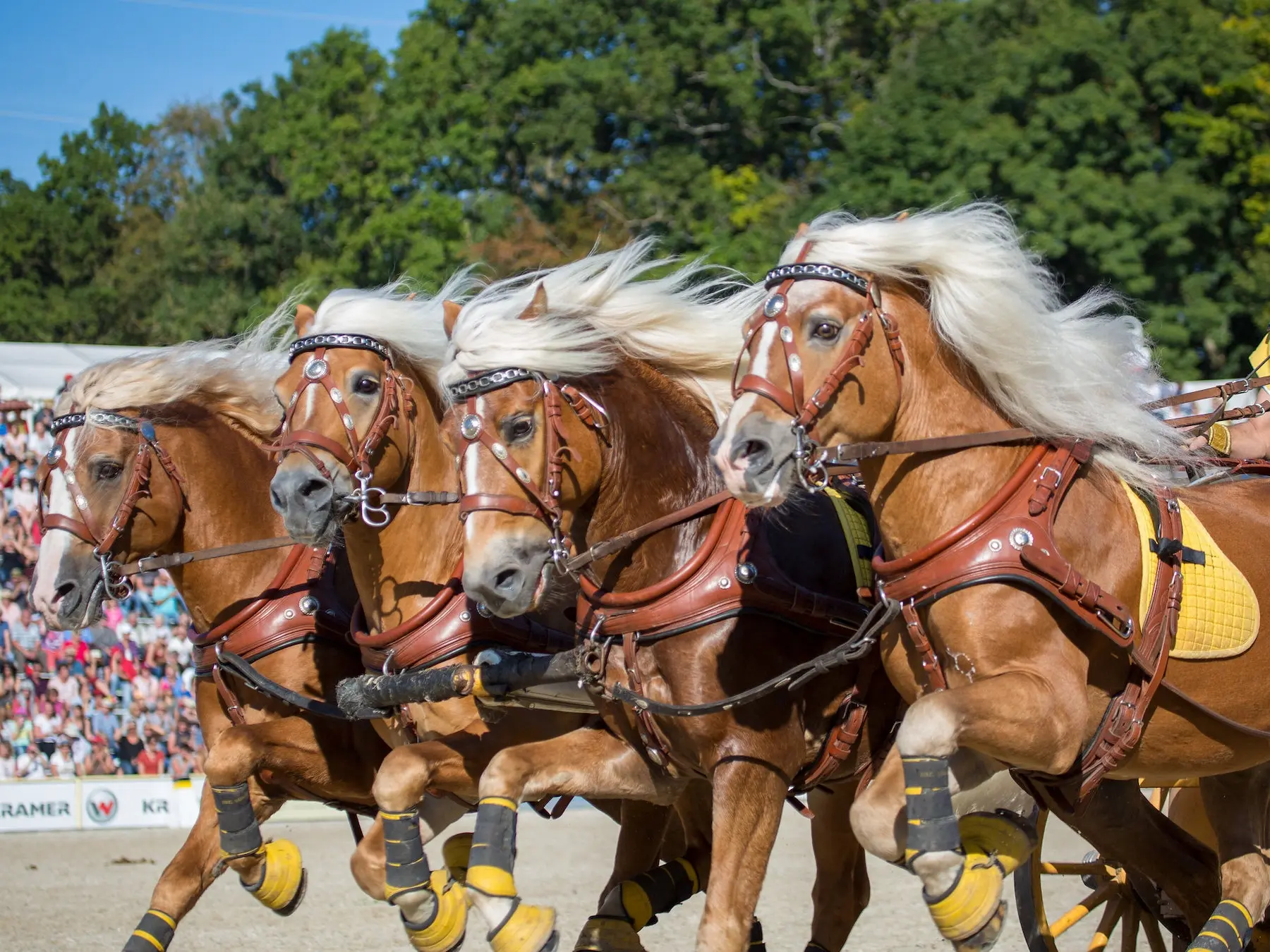 Sandy flaxen horse