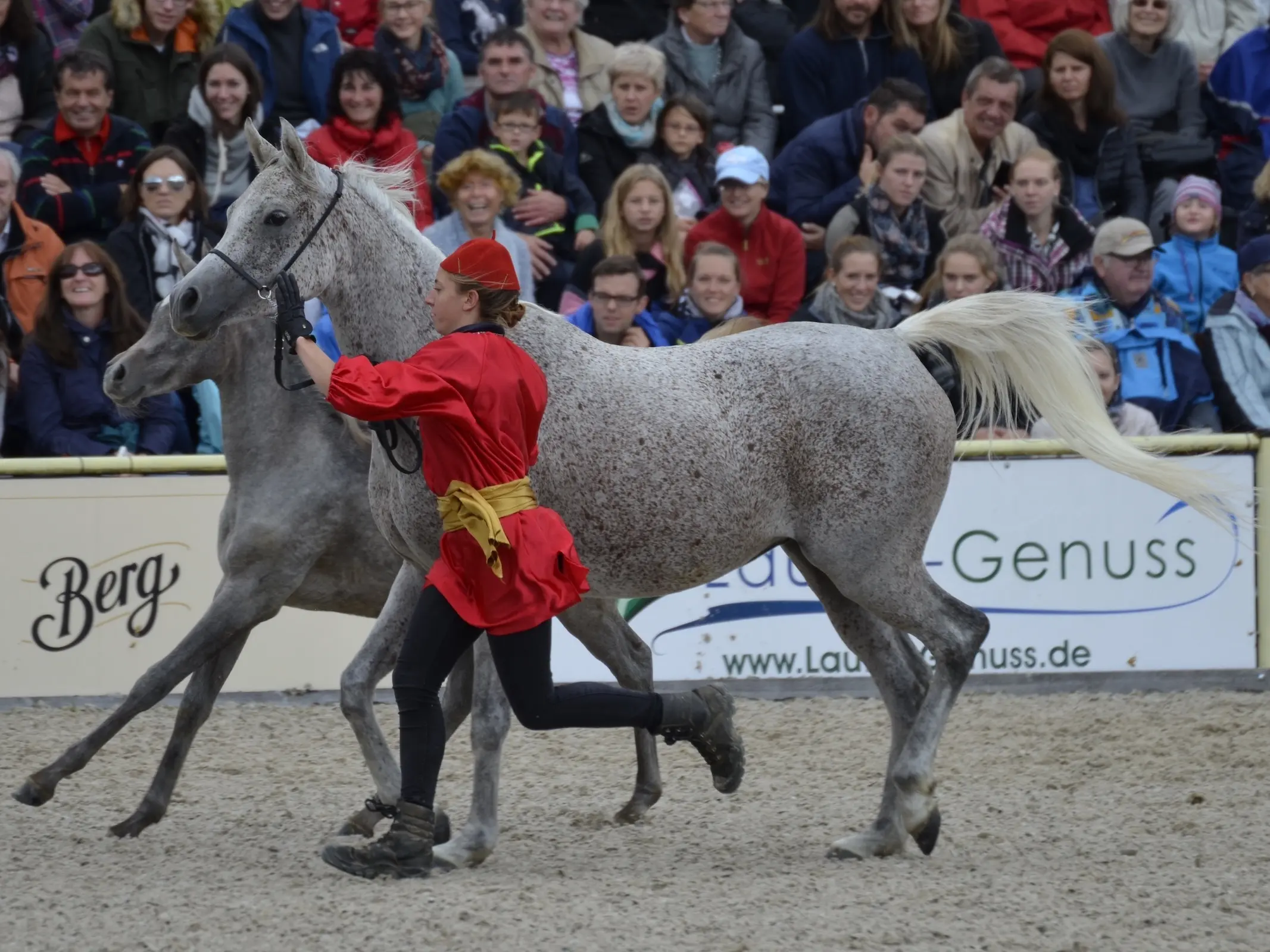 Dense fleabites on a horse