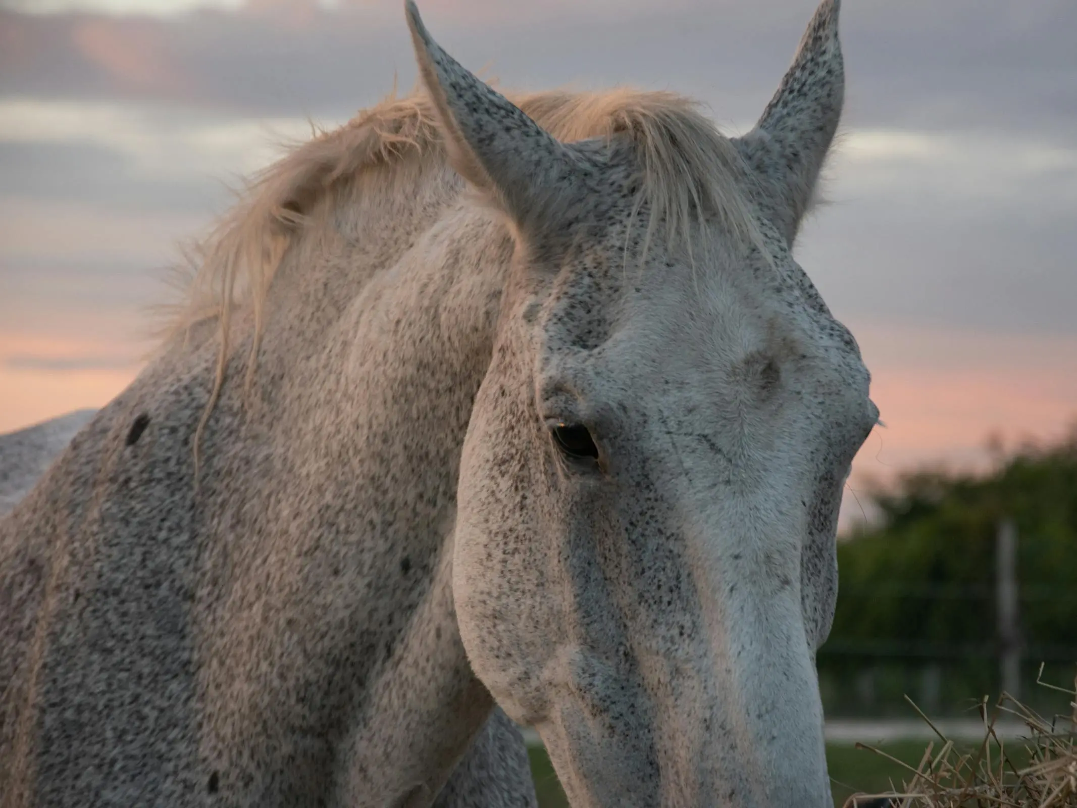 Grey horses with spots