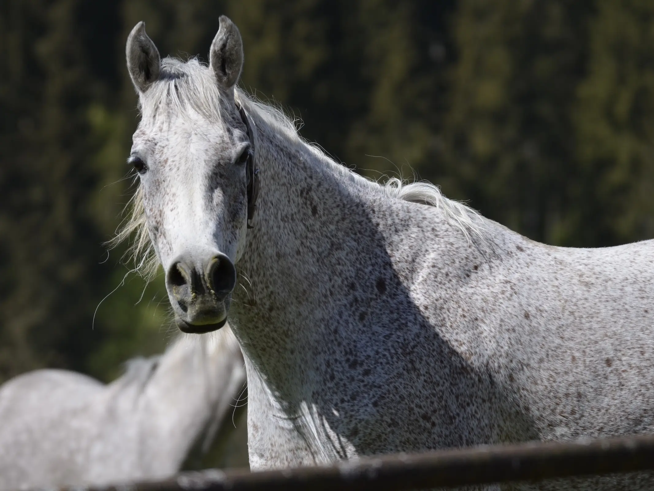 Dense fleabites on a horse