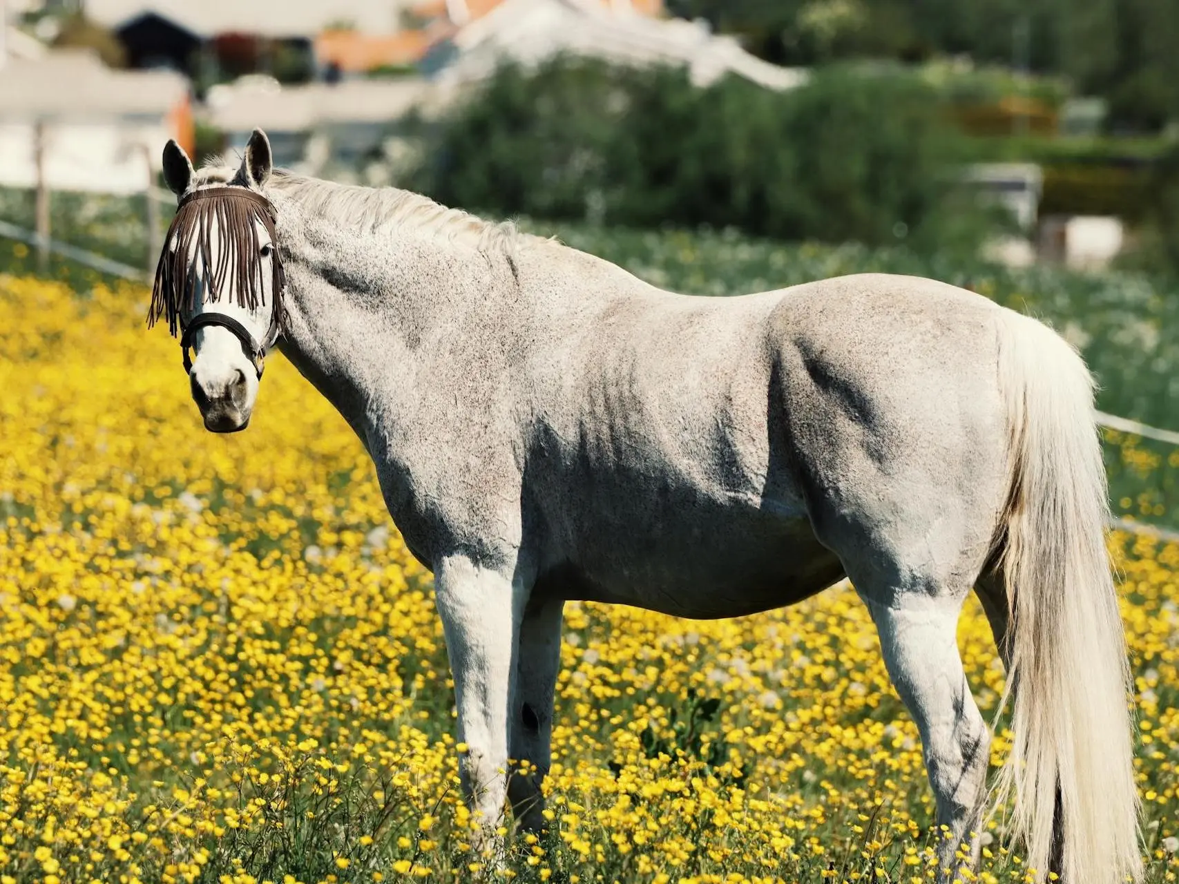 Chestnut grey horse