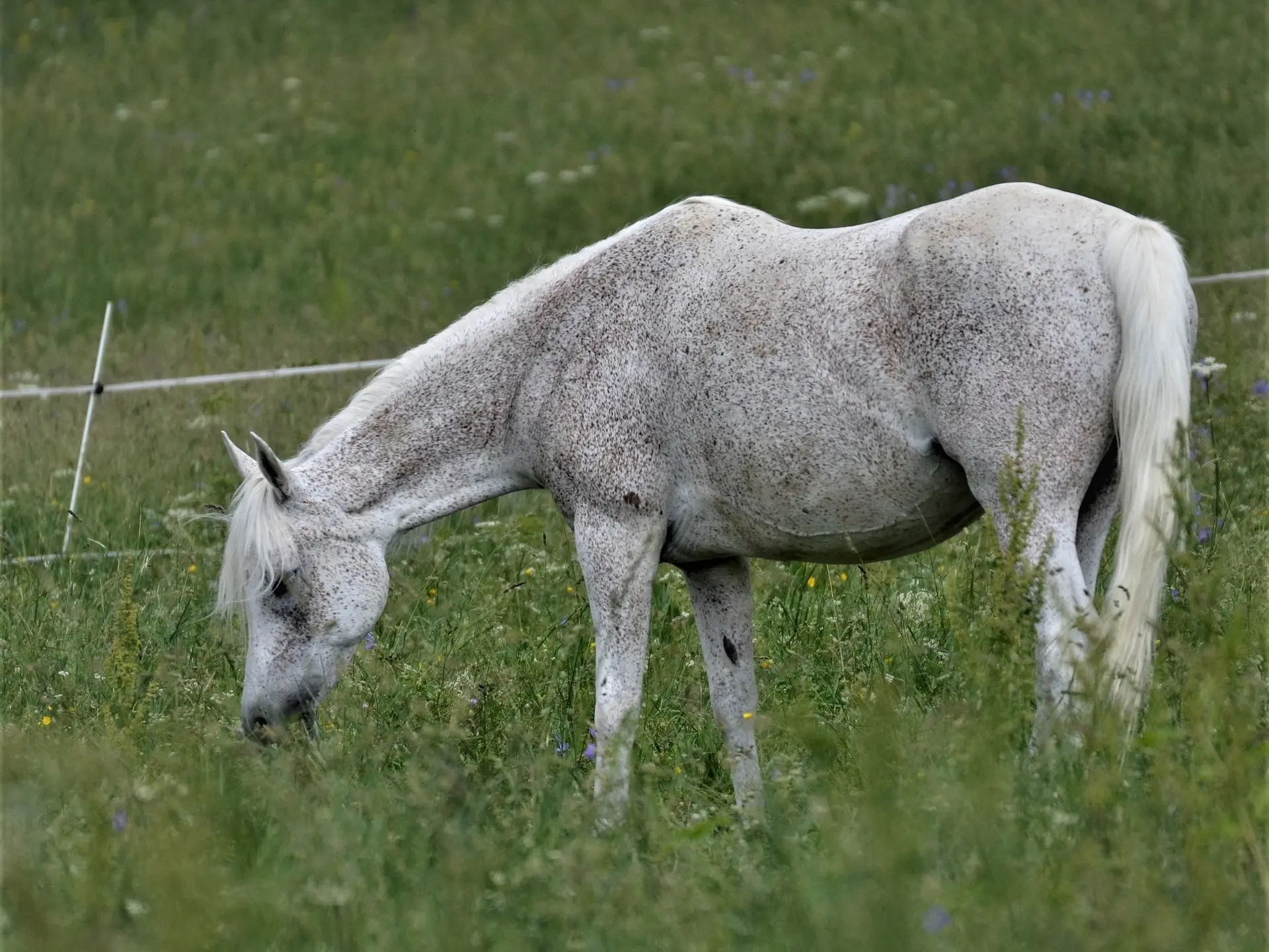 Fleabitten grey horse