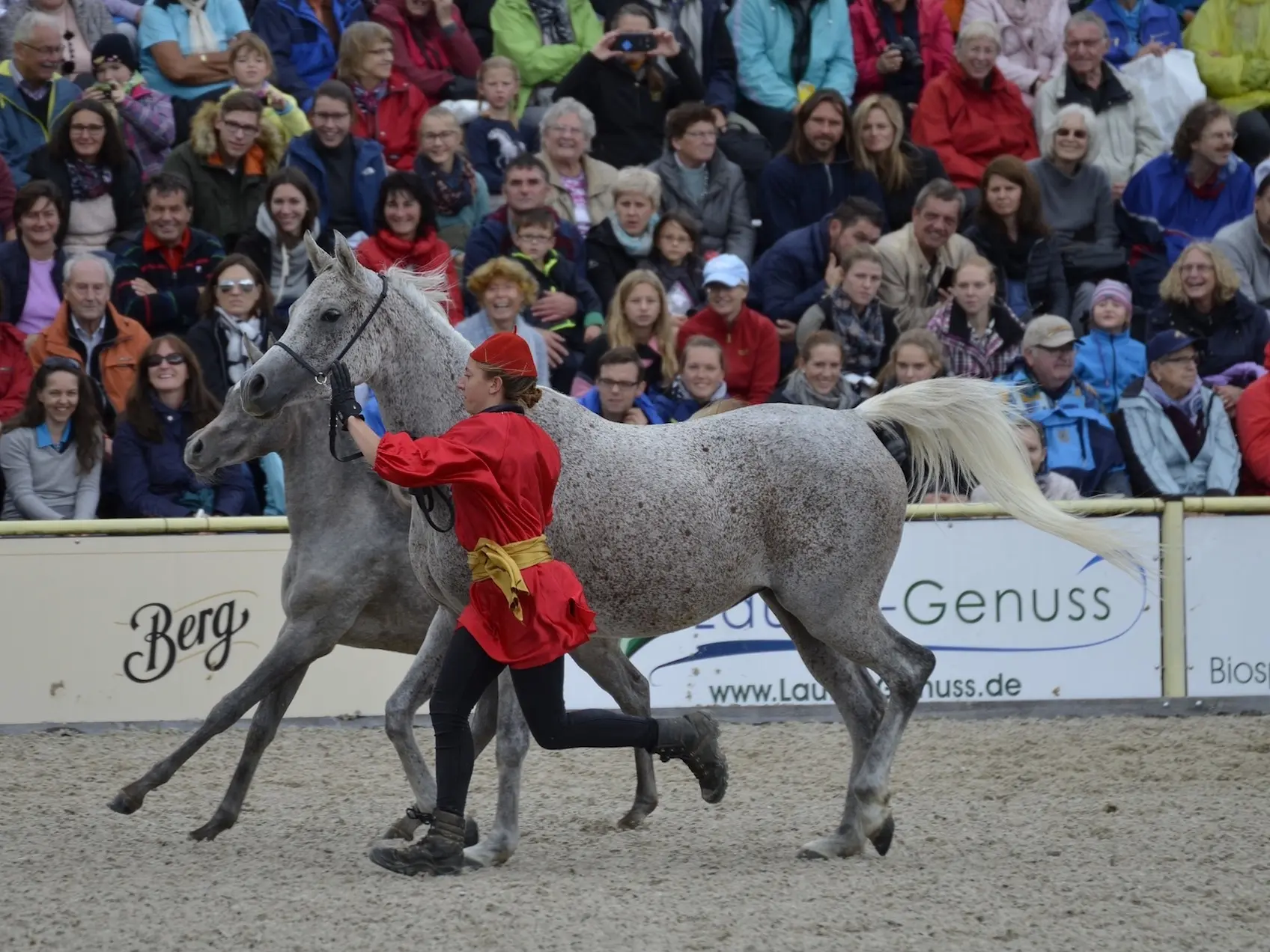 Fleabitten grey horse