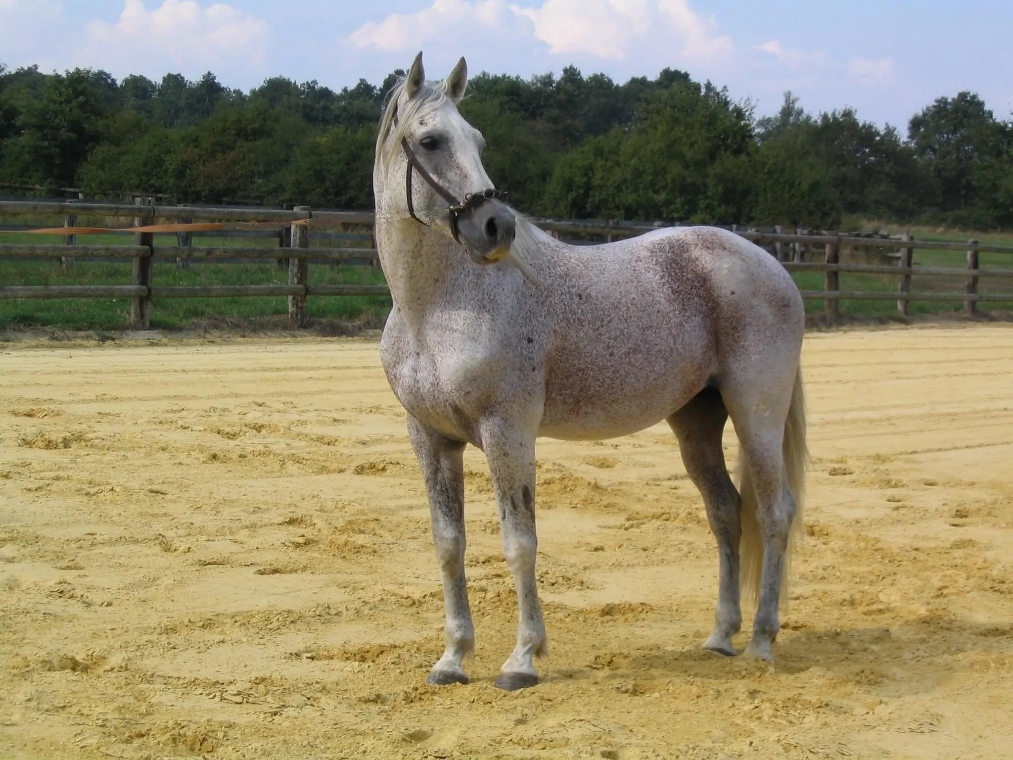 Bay grey horse