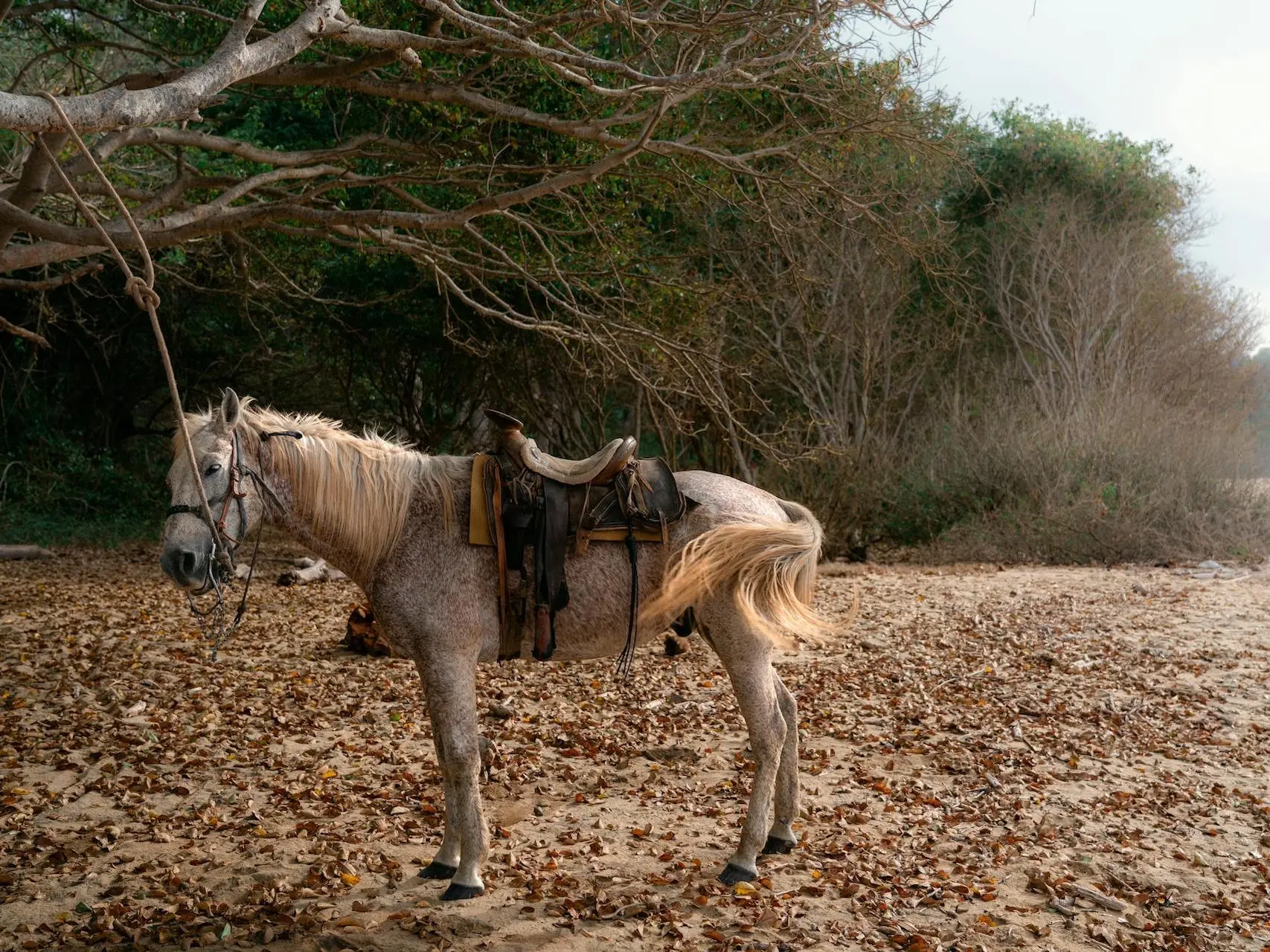 Chestnut grey horse