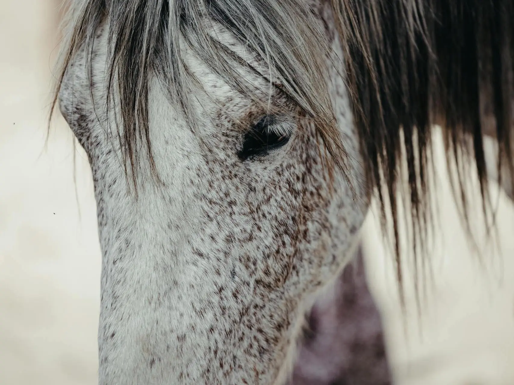 Bay grey horse