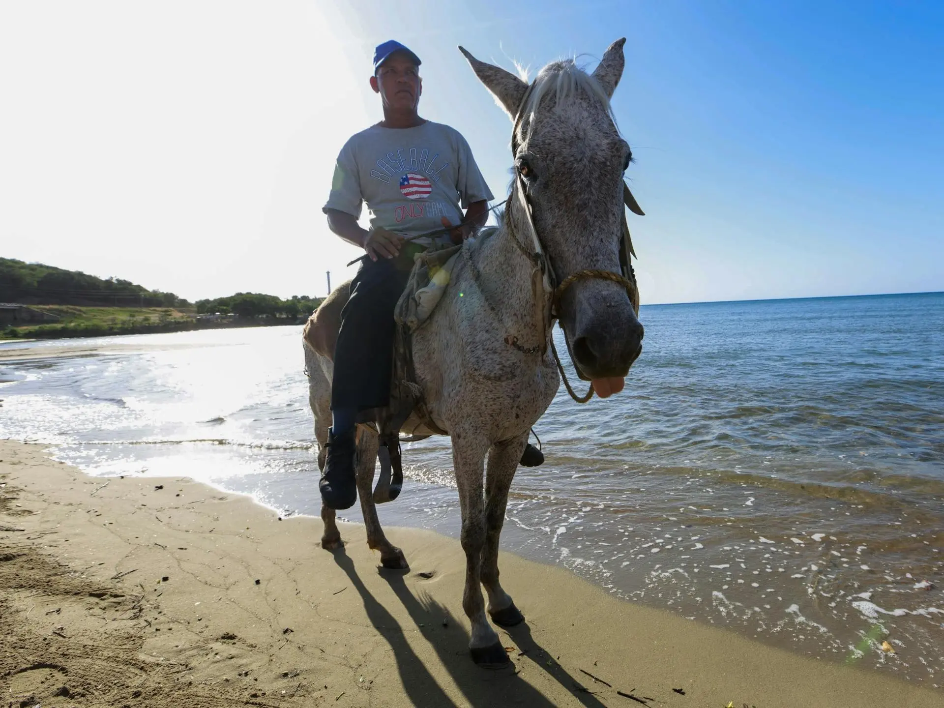 Fleabitten grey horse