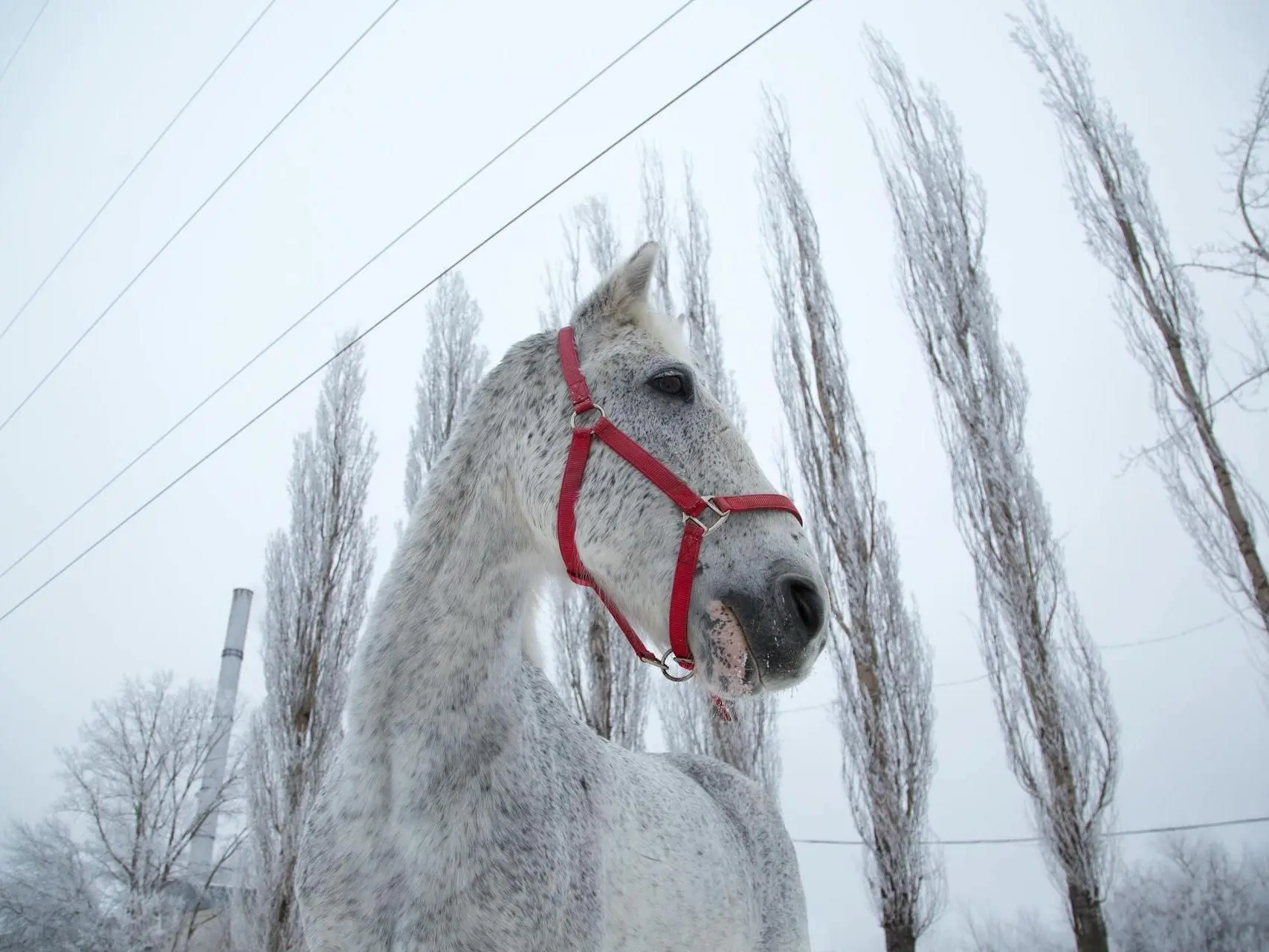 Fleabitten grey horse