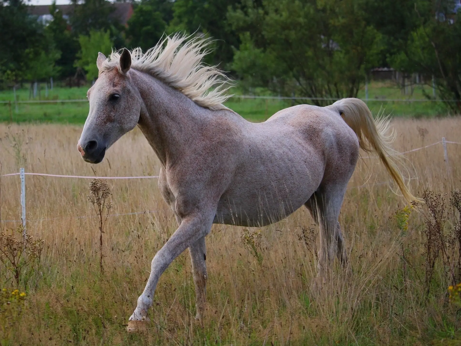 Chestnut grey horse