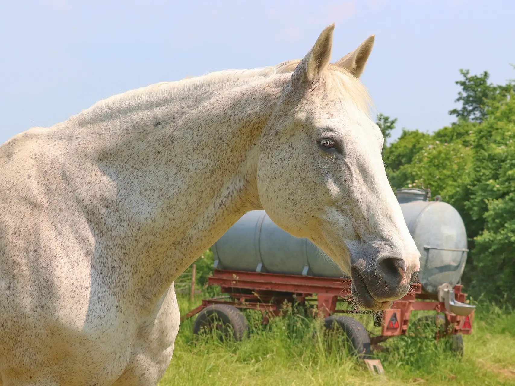 Chestnut grey horse