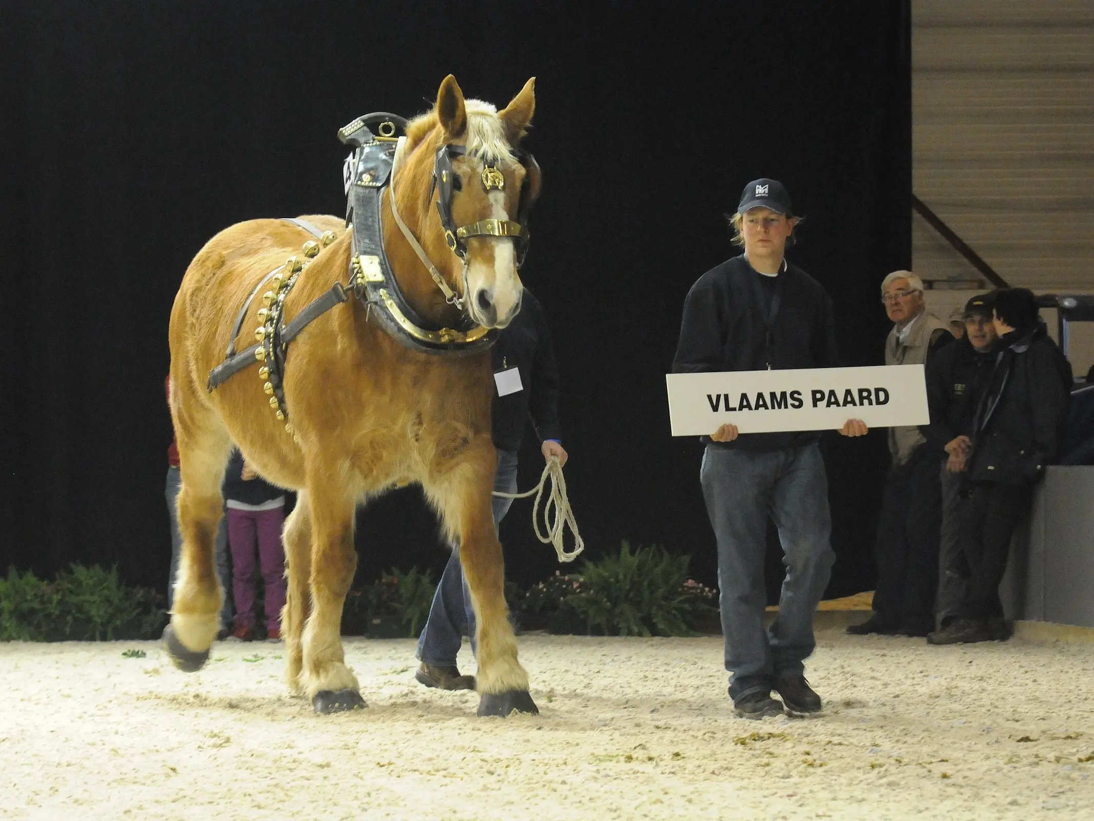 Flemish Horse