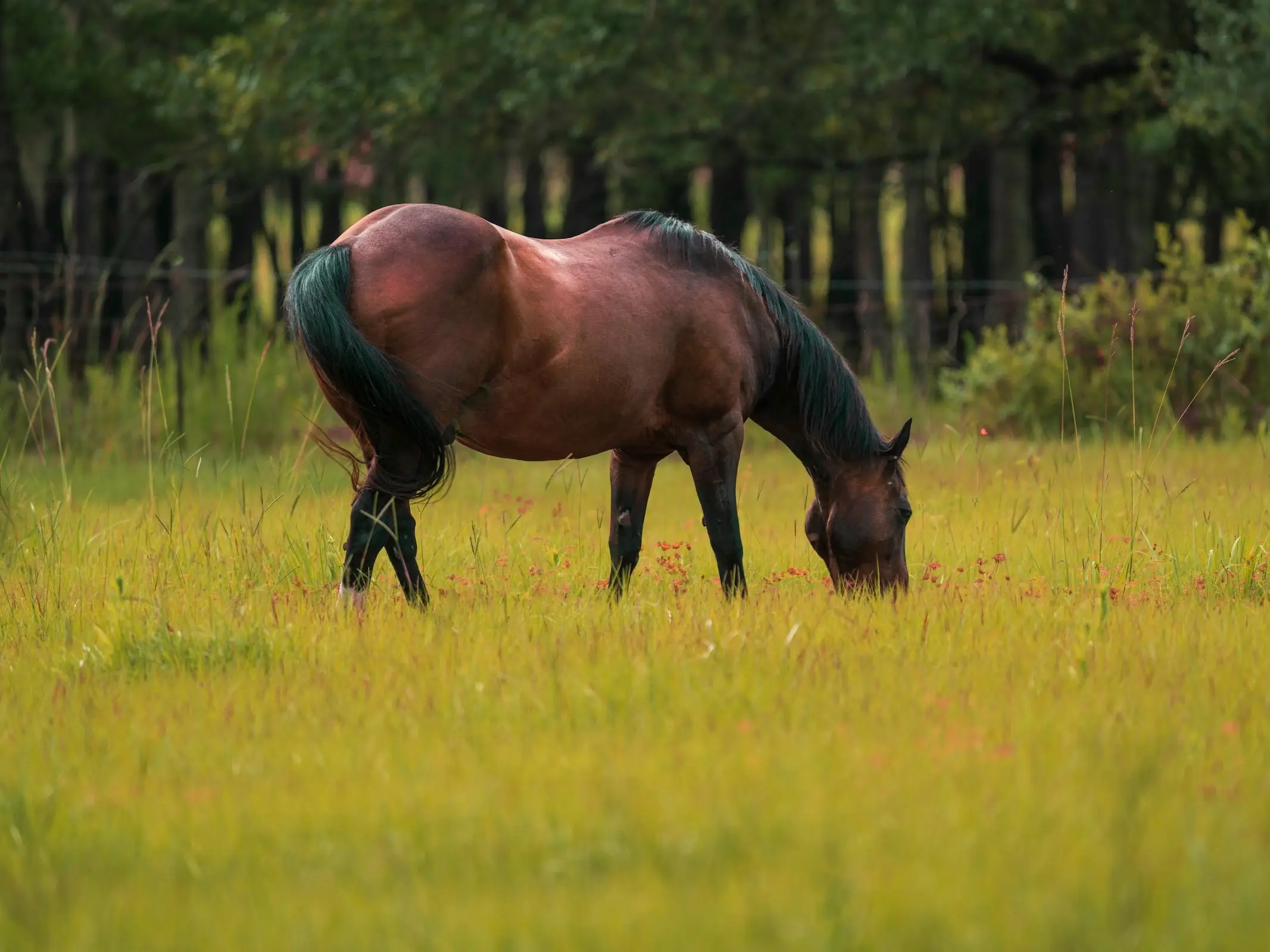 Chicksaw Pony