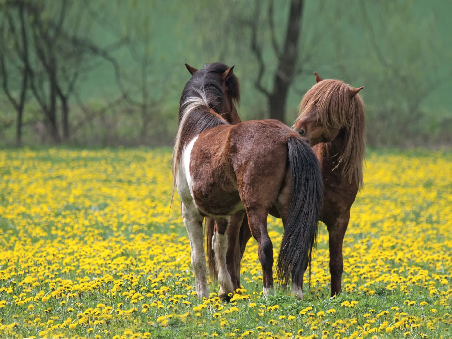 Horses standing head to tail in a field of yellow flowers