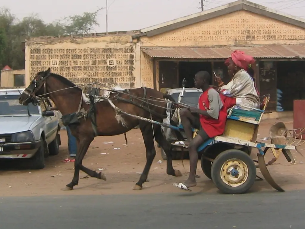 Fouta Horse