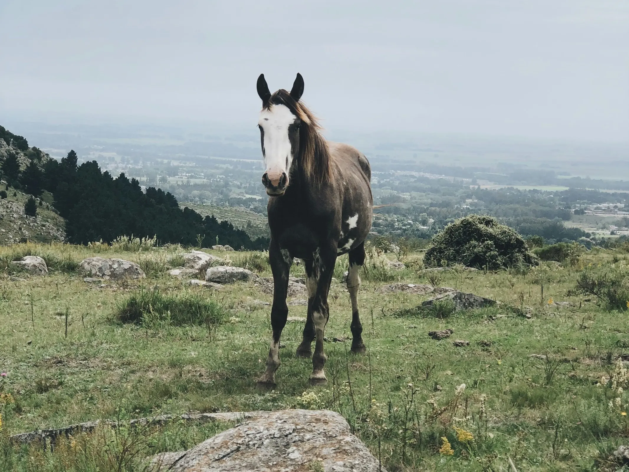 Bay overo pinto horse