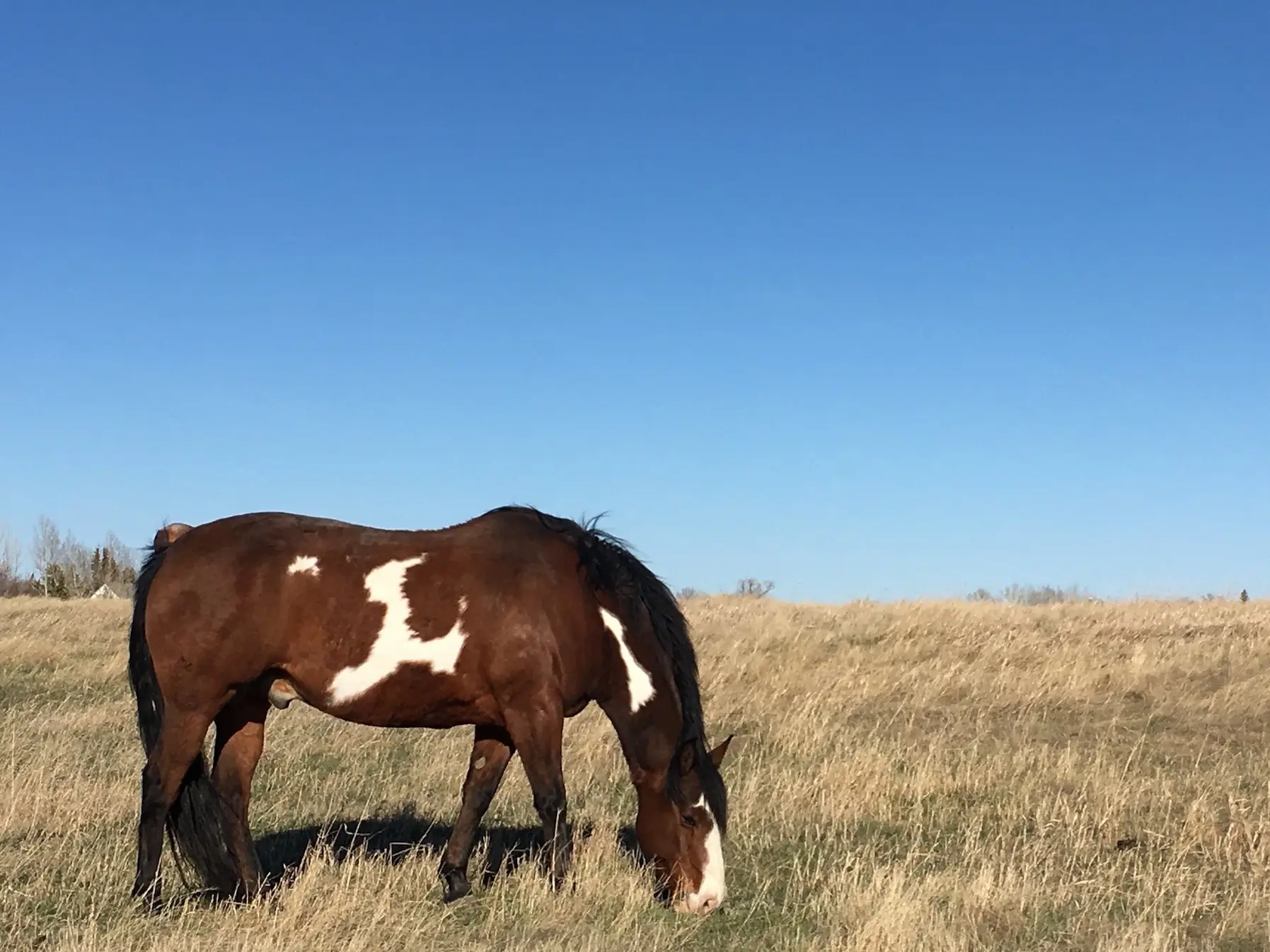 Bat overo pinto horse