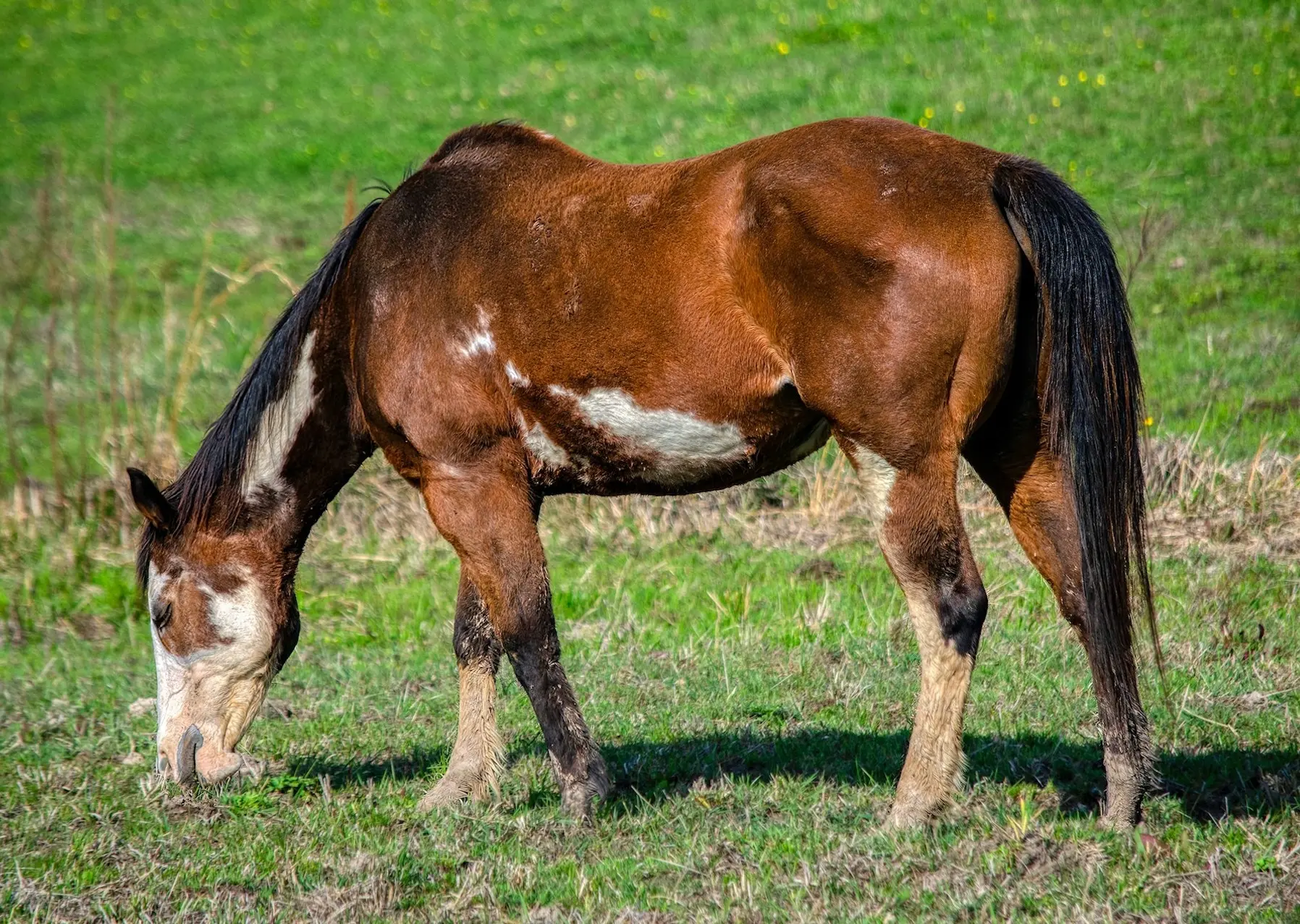 Bay overo pinto horse