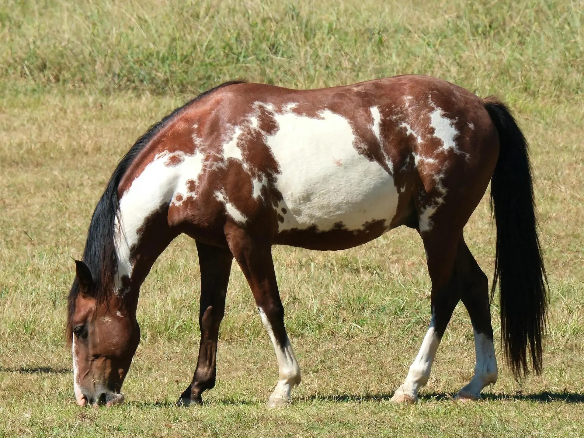 Bay overo pinto horse