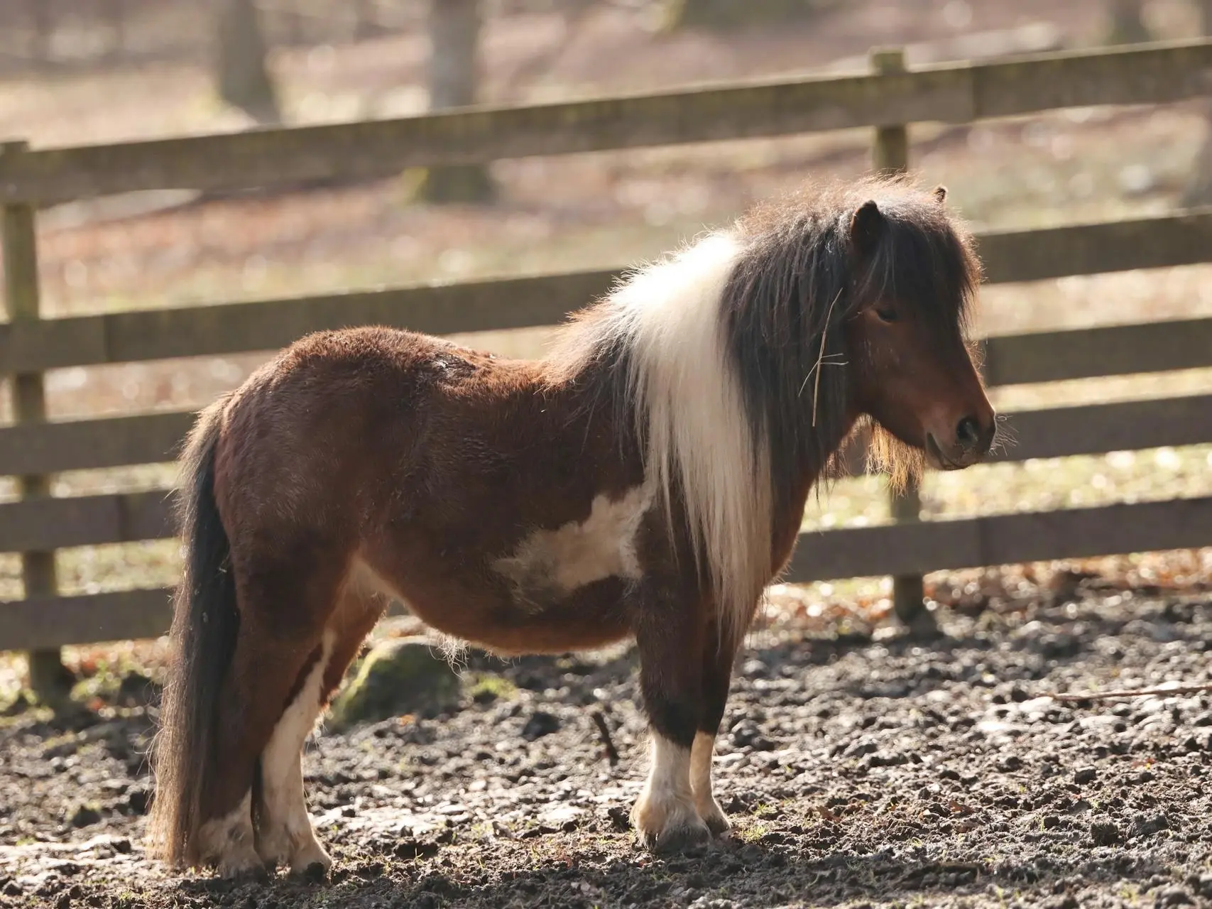 Bay overo pinto horse