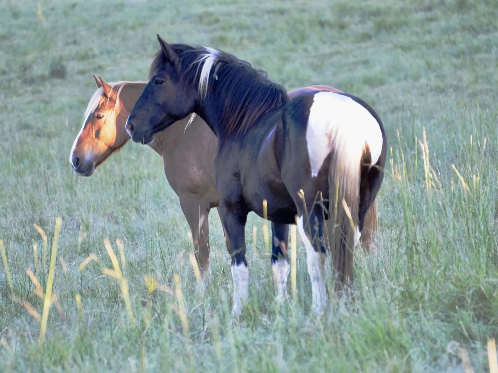 piebald pinto horse