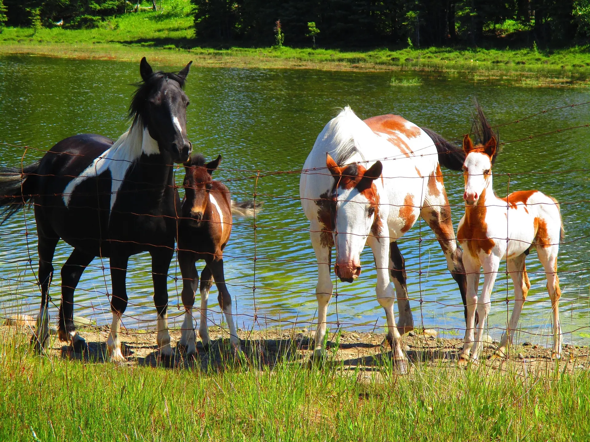 Piebald overo pinto horse