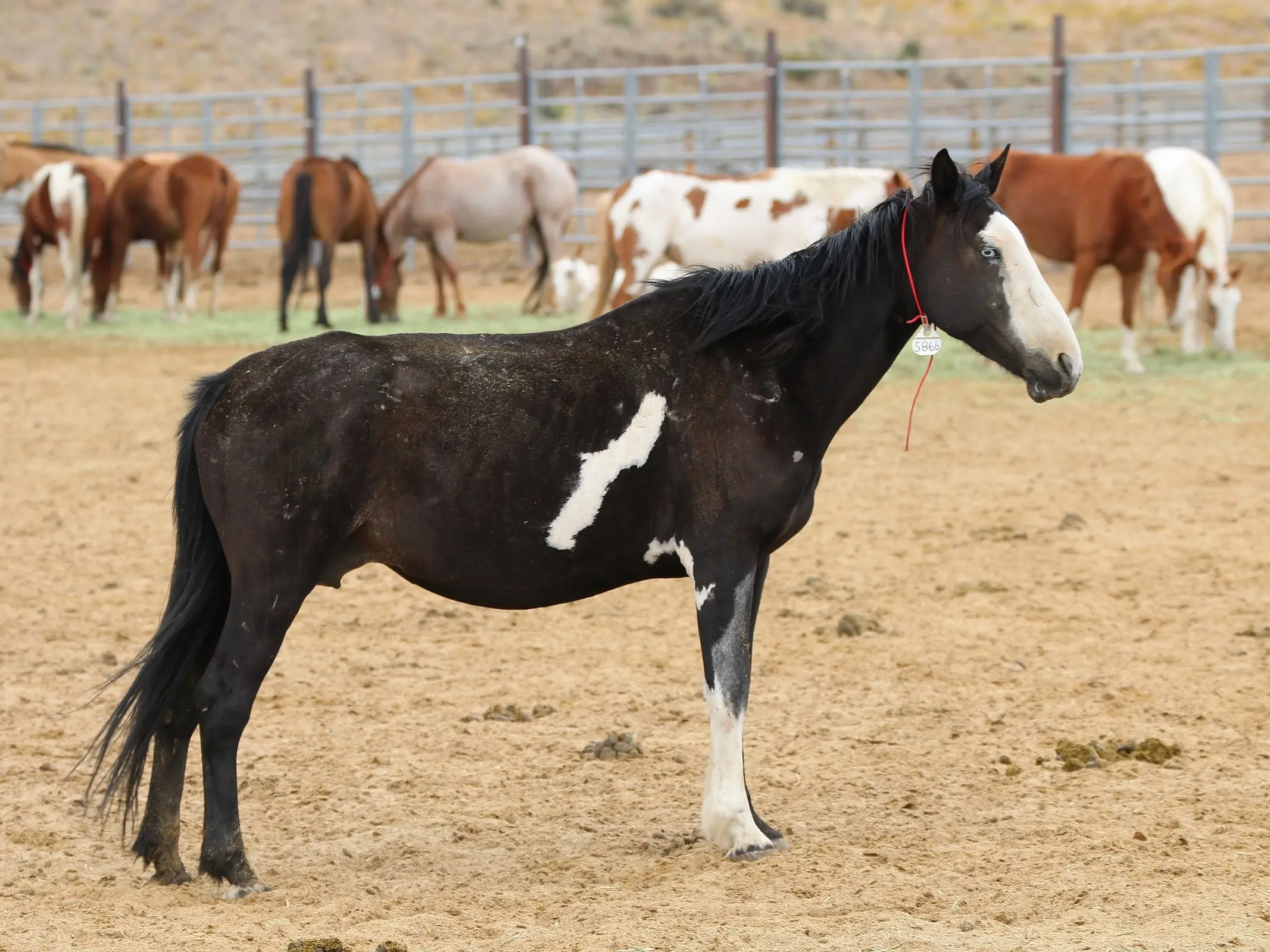 Piebald overo pinto horse