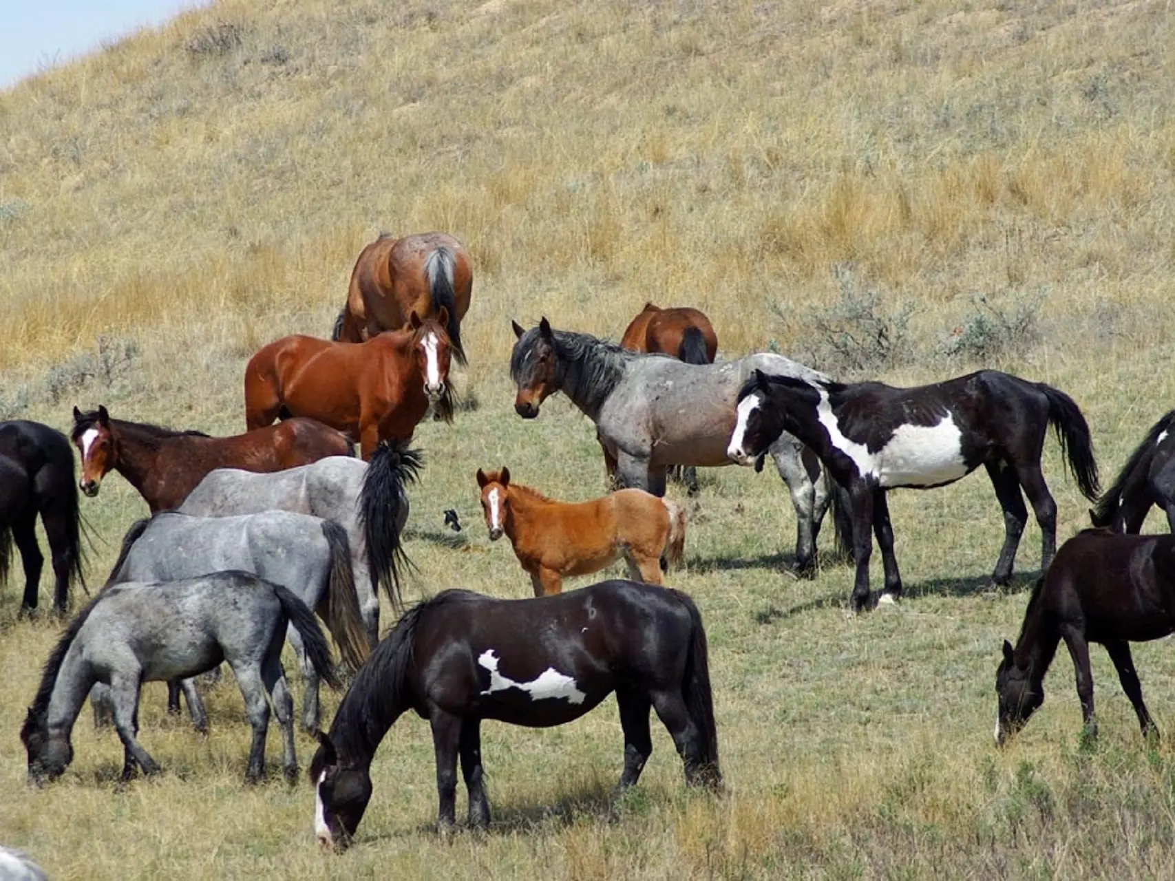 Piebald overo pinto horse