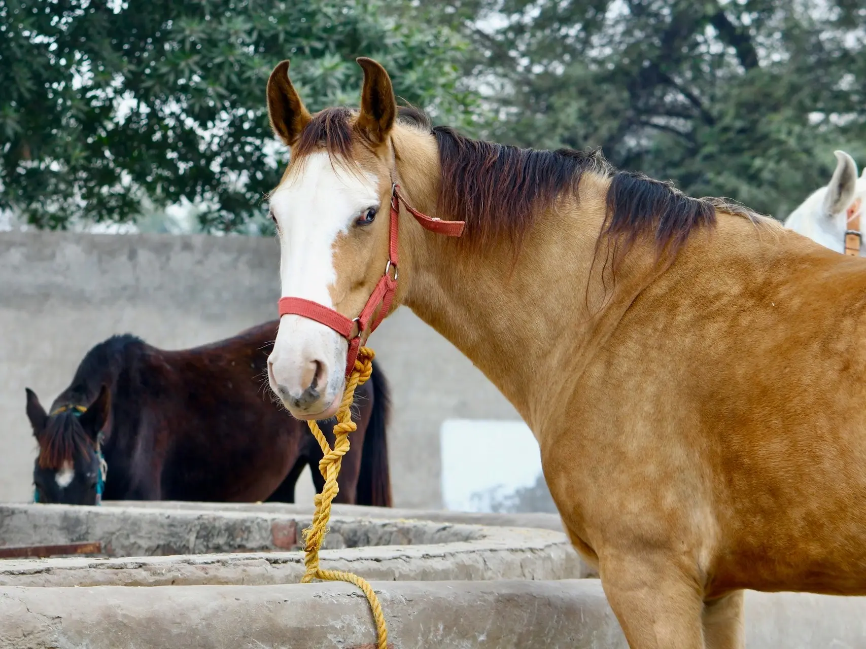 Buckskin overo pinto horse