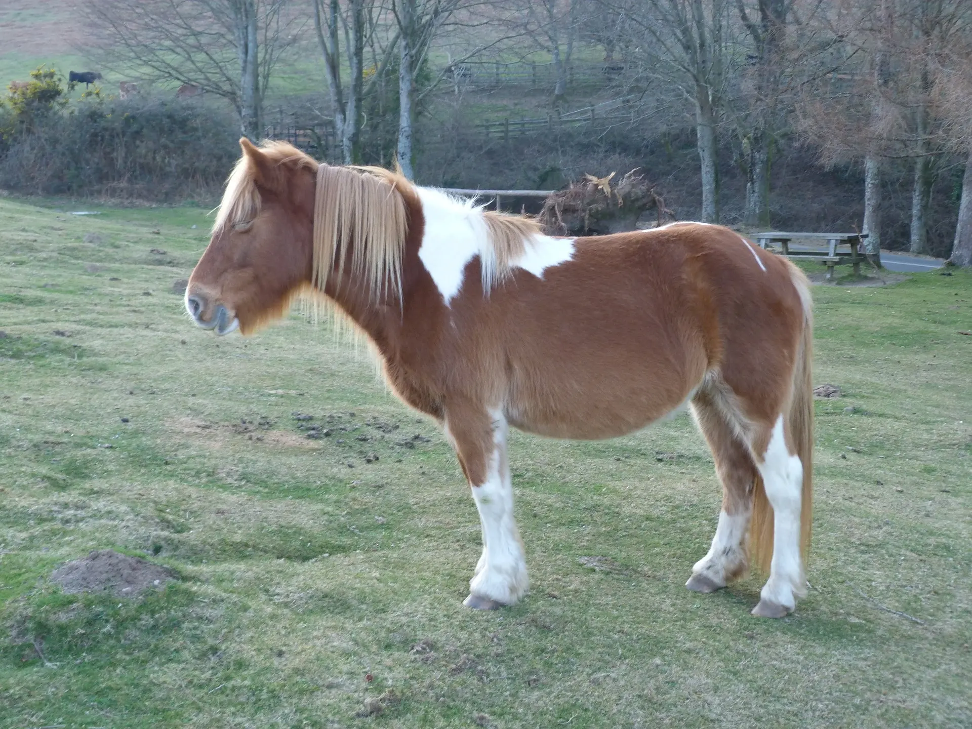 Mealy pinto horse