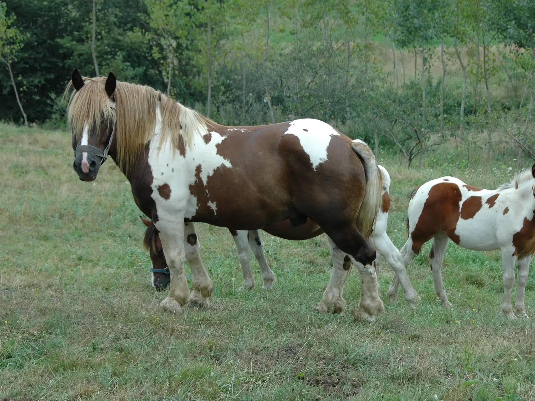 Horse with a chest shield