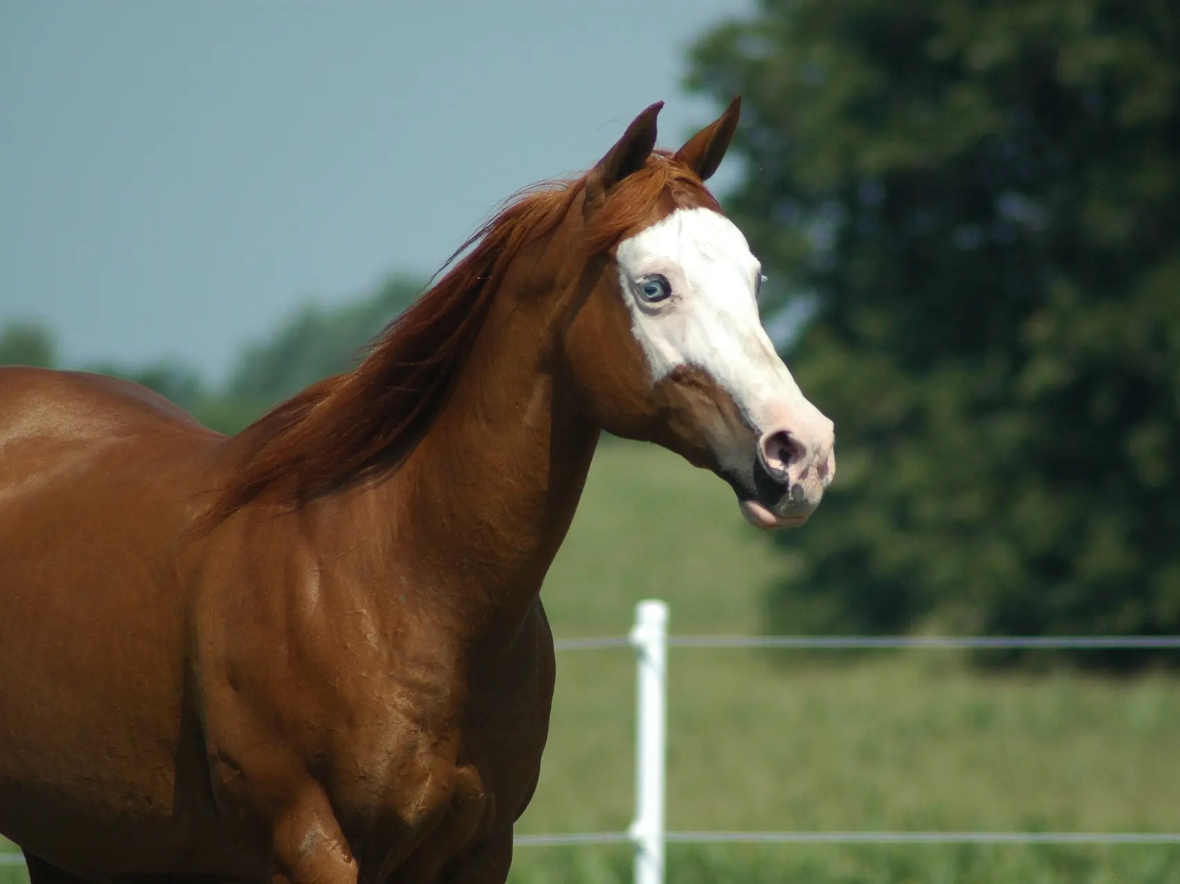 Chestnut overo pinto horse