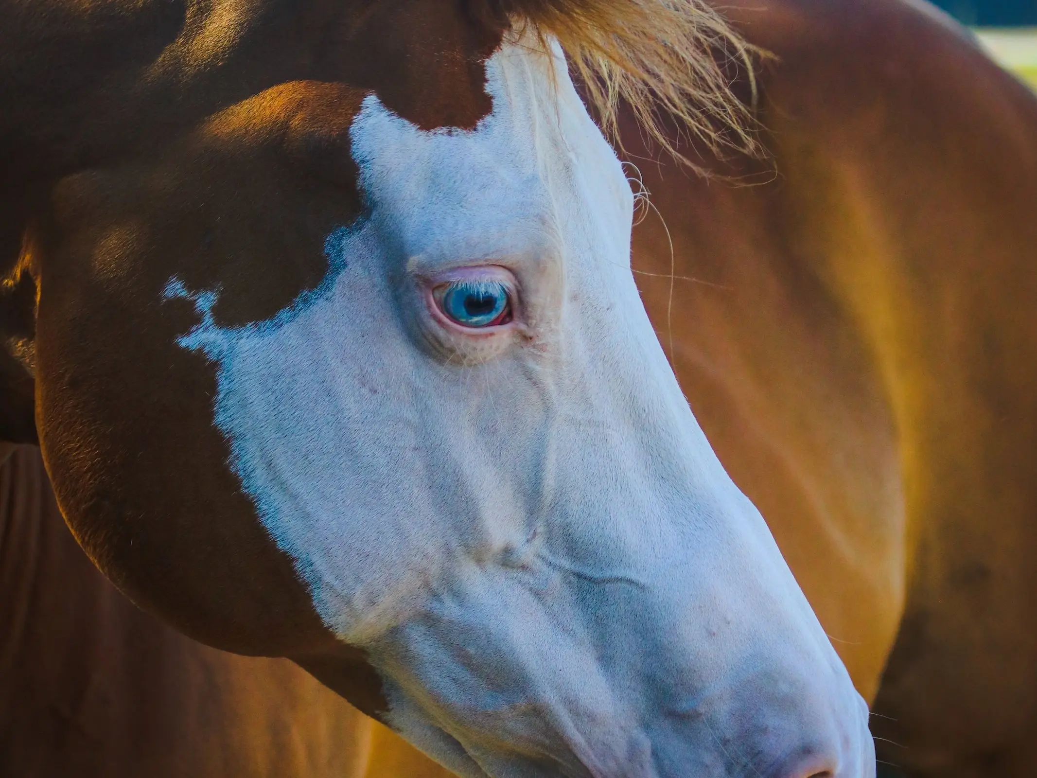 Chestnut overo pinto horse