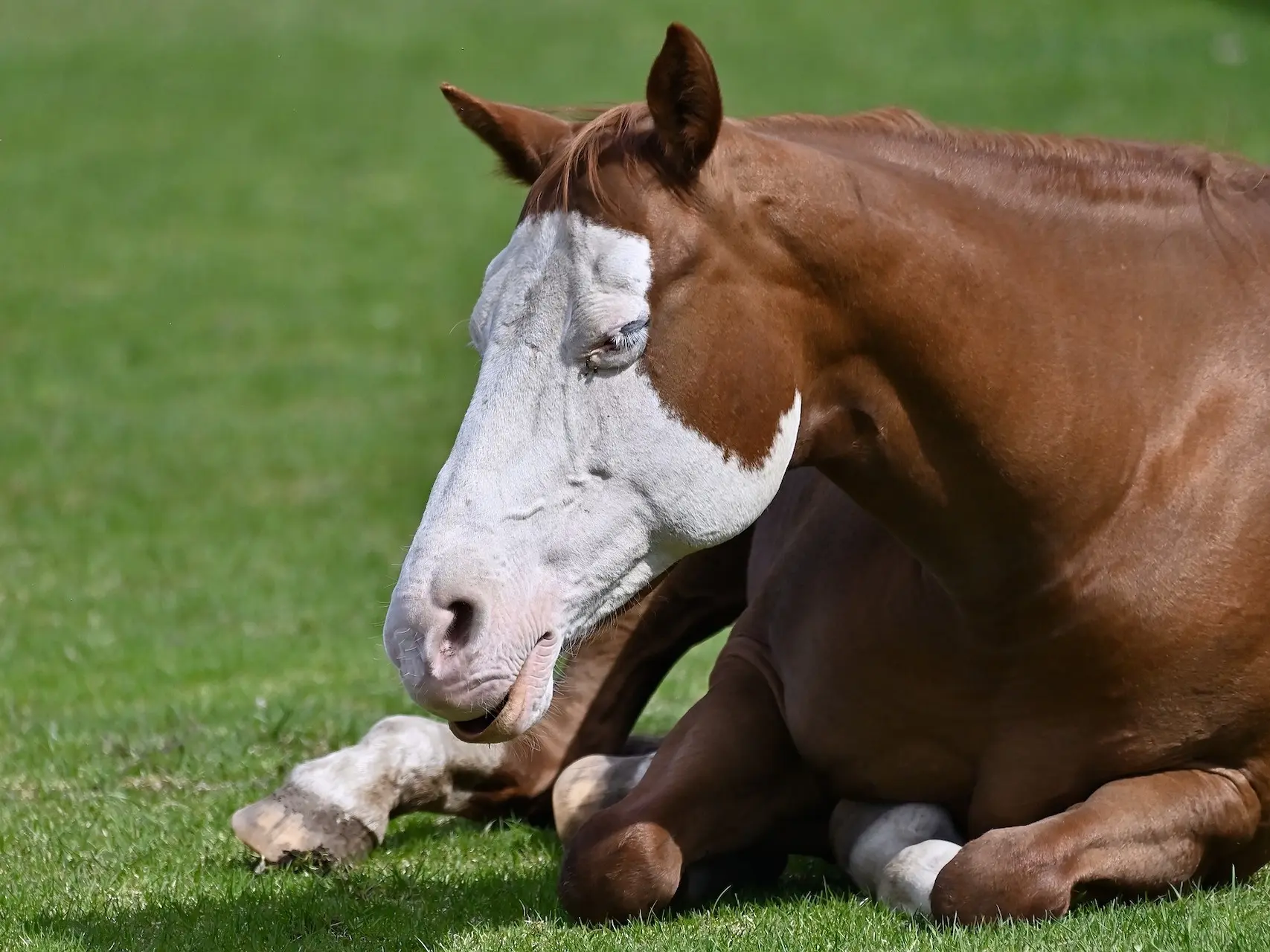 Chestnut overo pinto horse