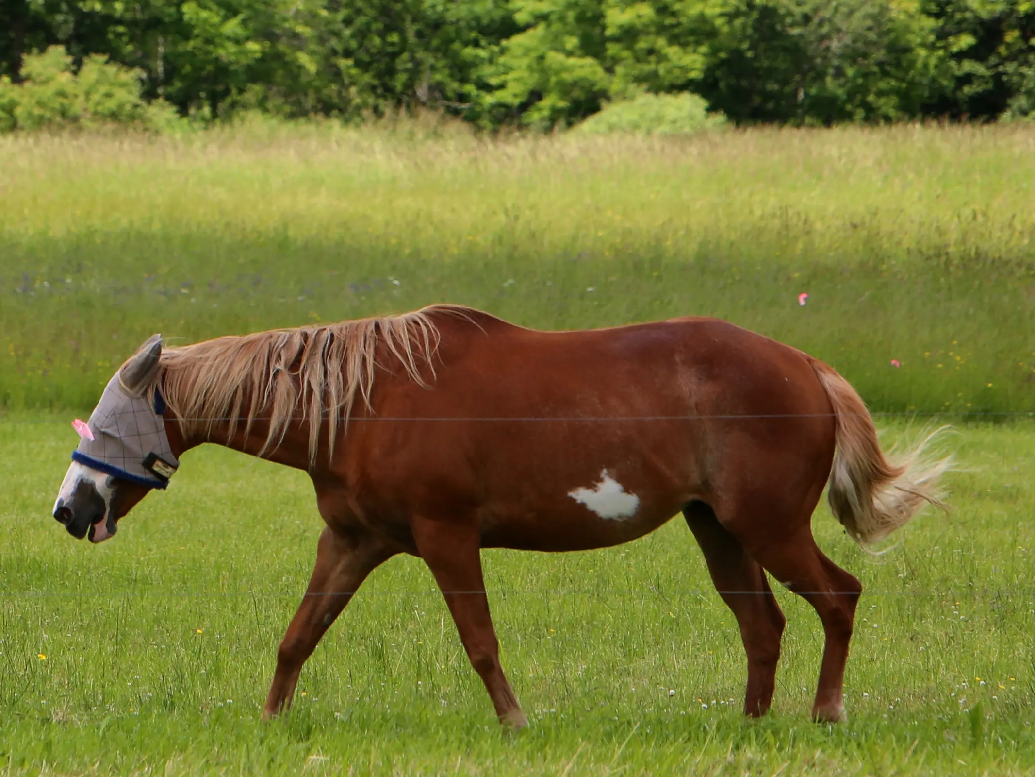 Flaxen overo pinto horse