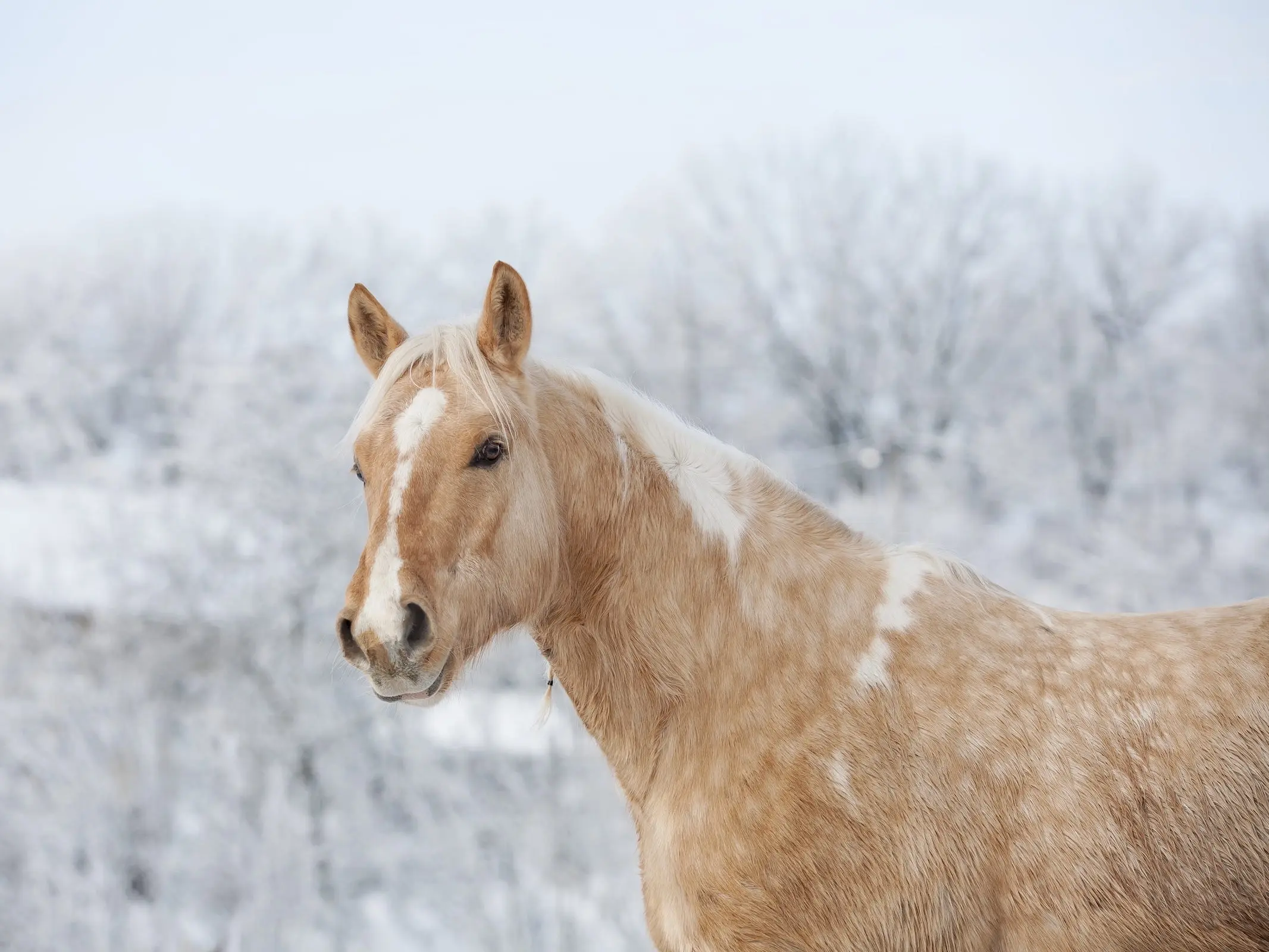 Palomino overo pinto horse