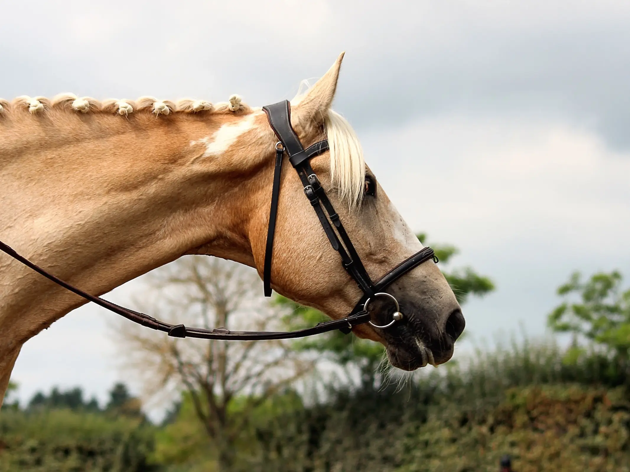 Palomino overo pinto horse