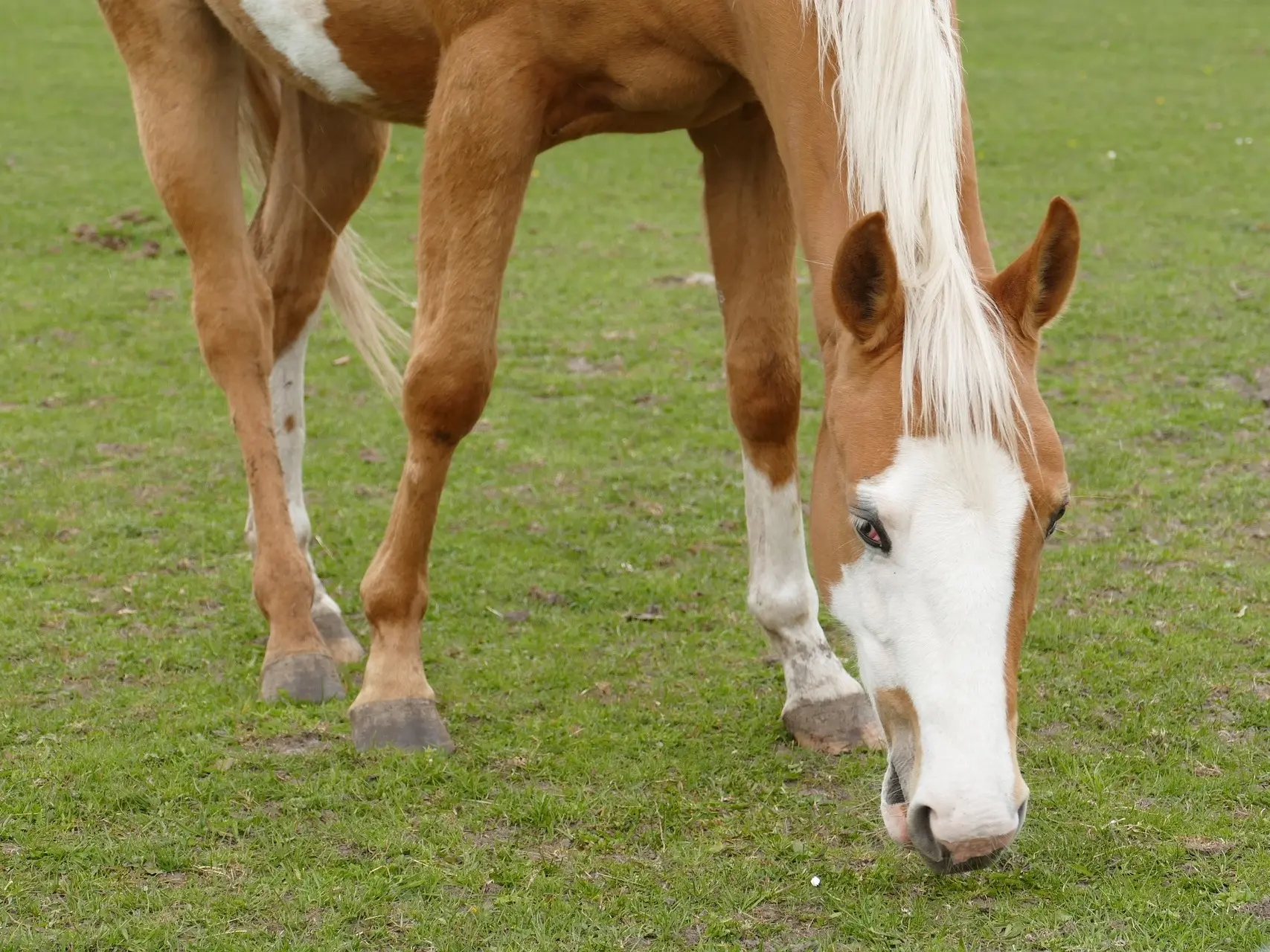 Palomino overo pinto horse