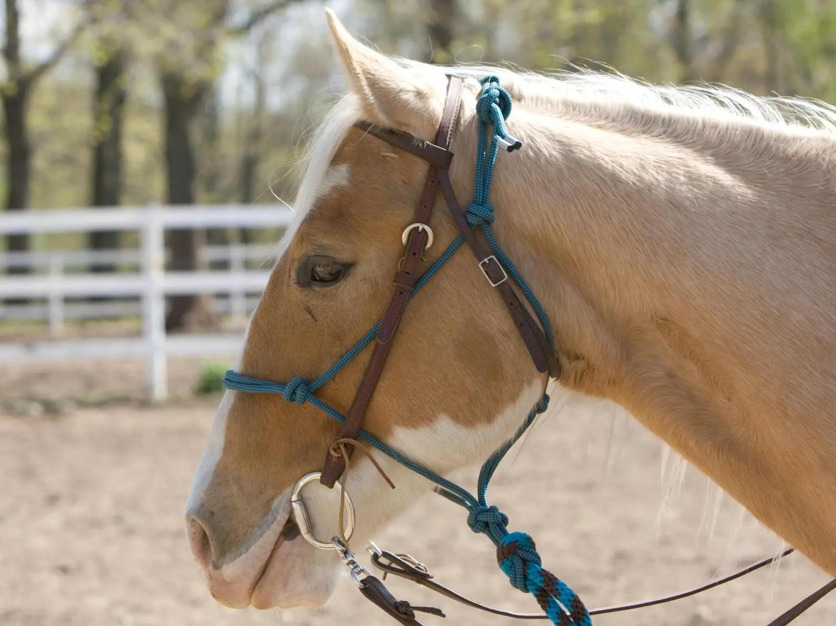 Palomino overo pinto horse