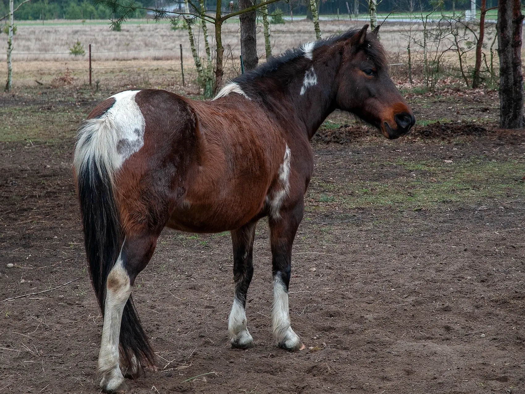 Seal brown frame pinto horse