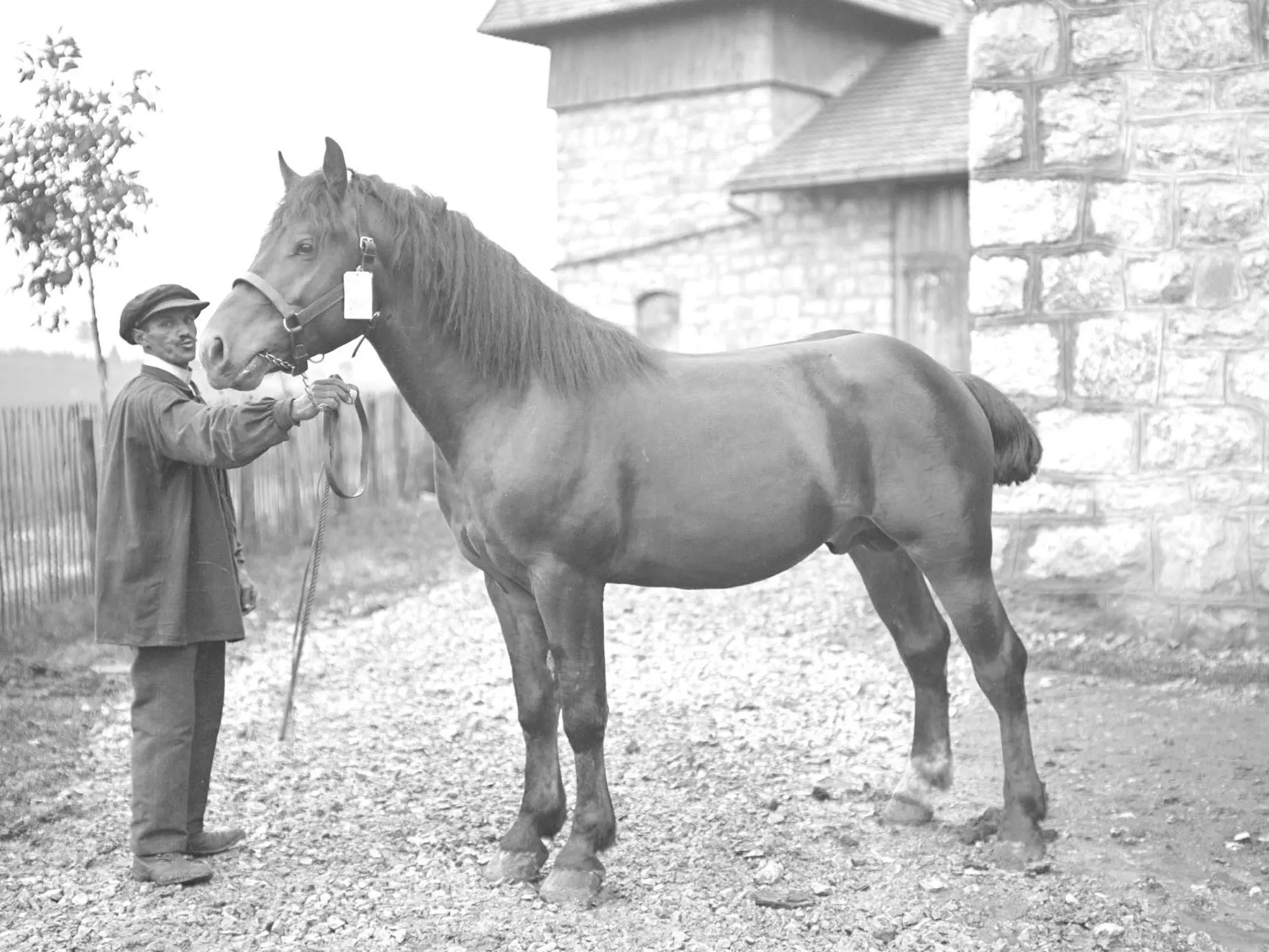 Freiberger Horse