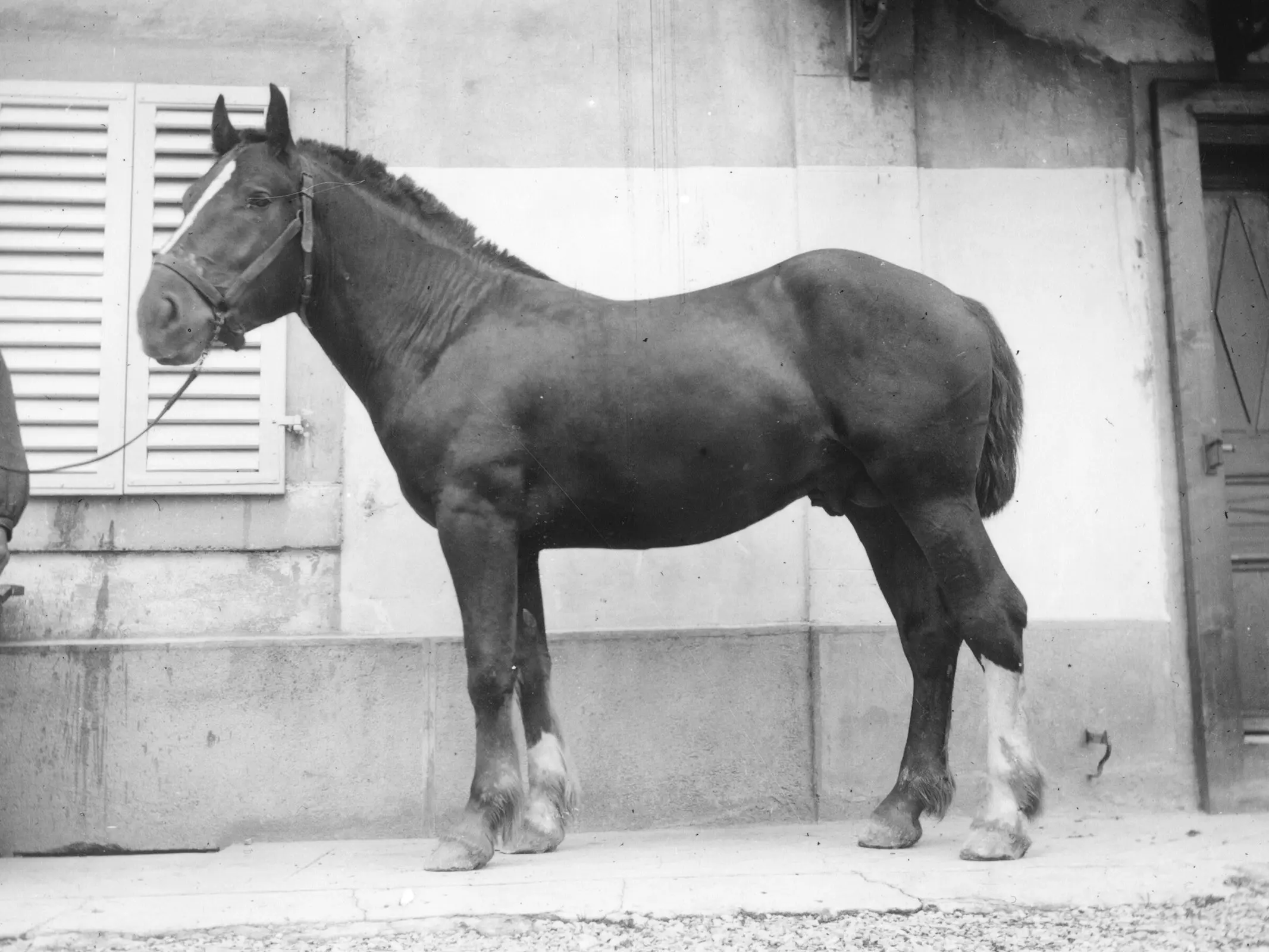 Freiberger Horse