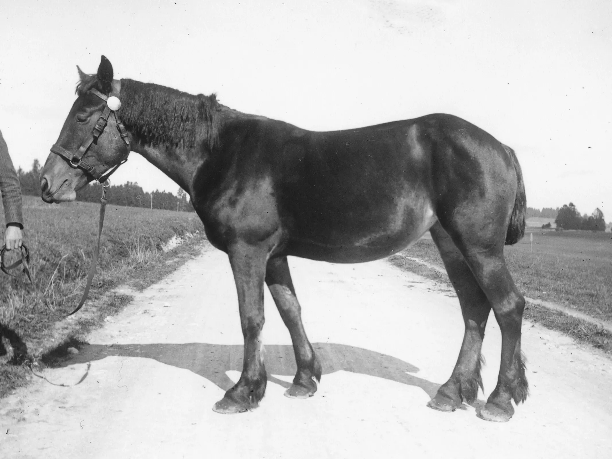 Freiberger Horse