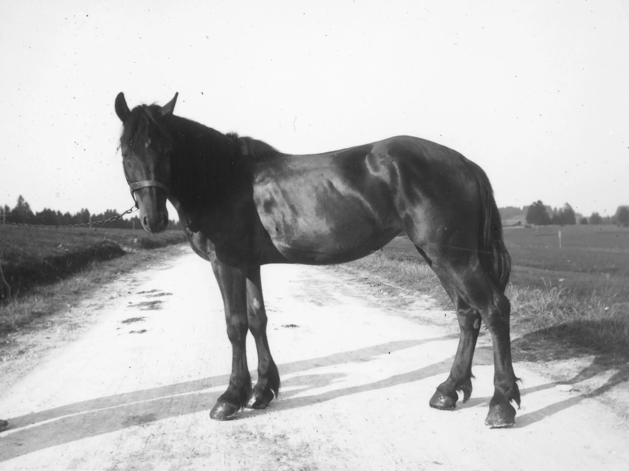 Freiberger Horse