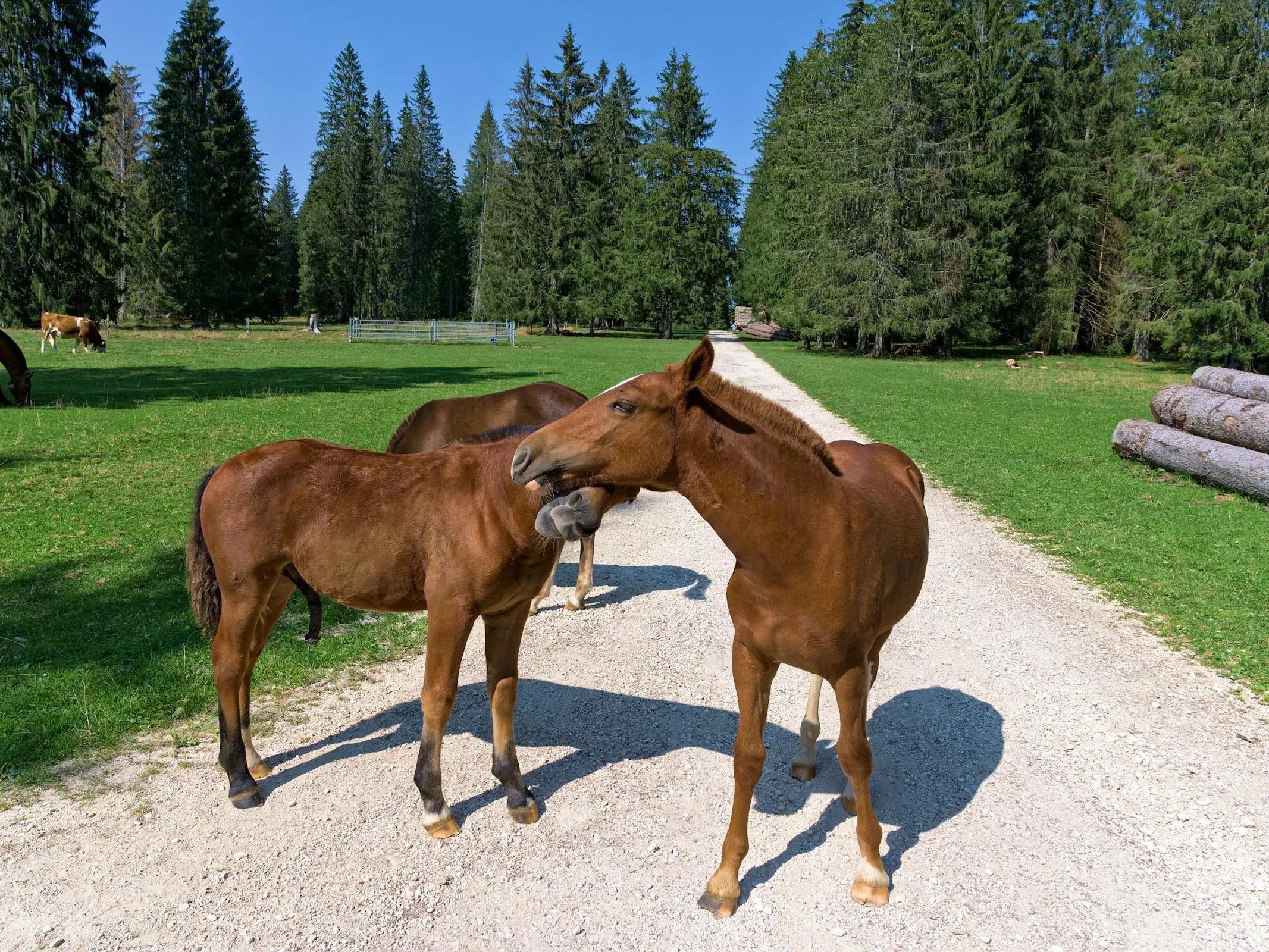 Freiberger Horse