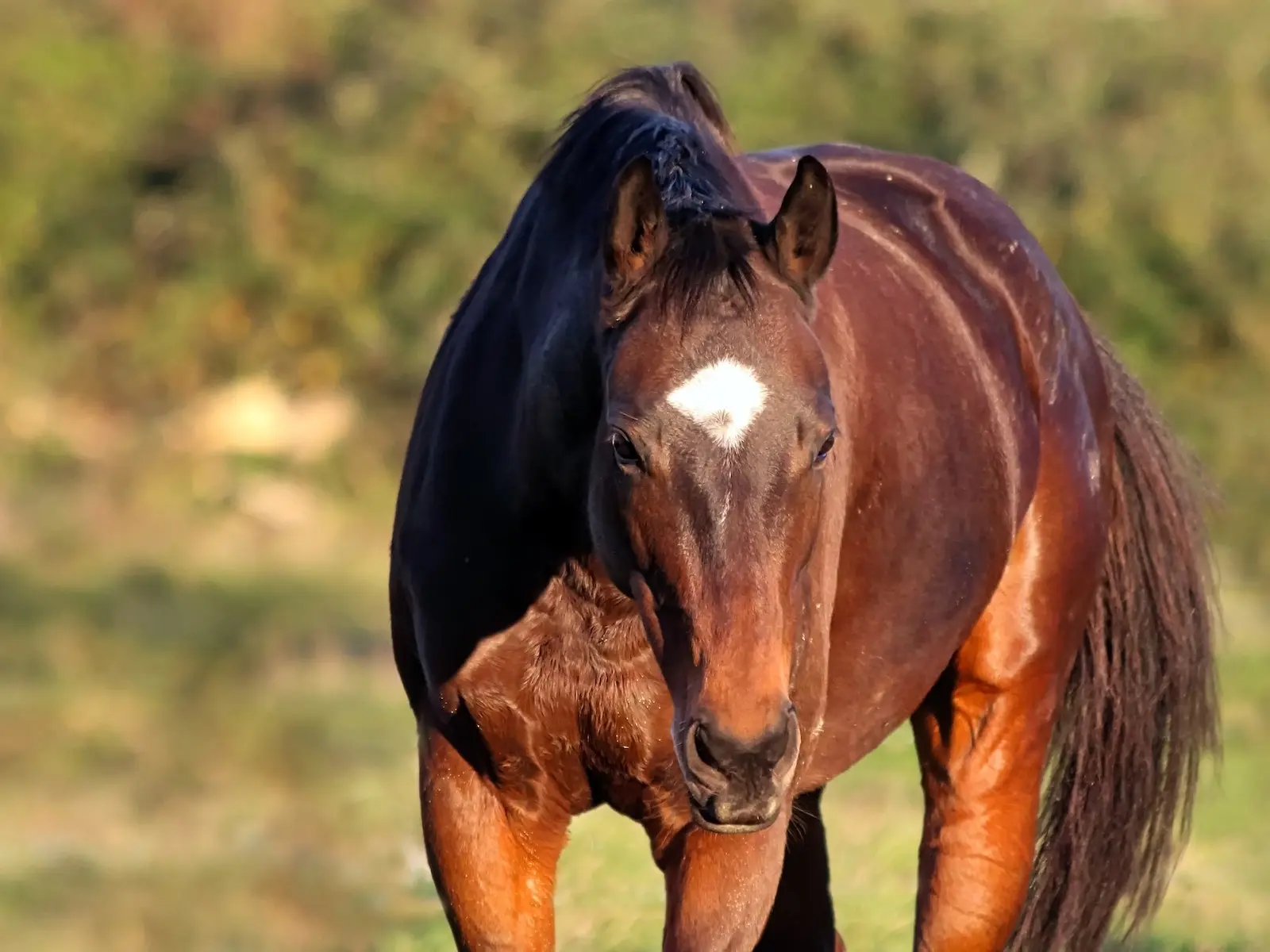 French Anglo-Arab 