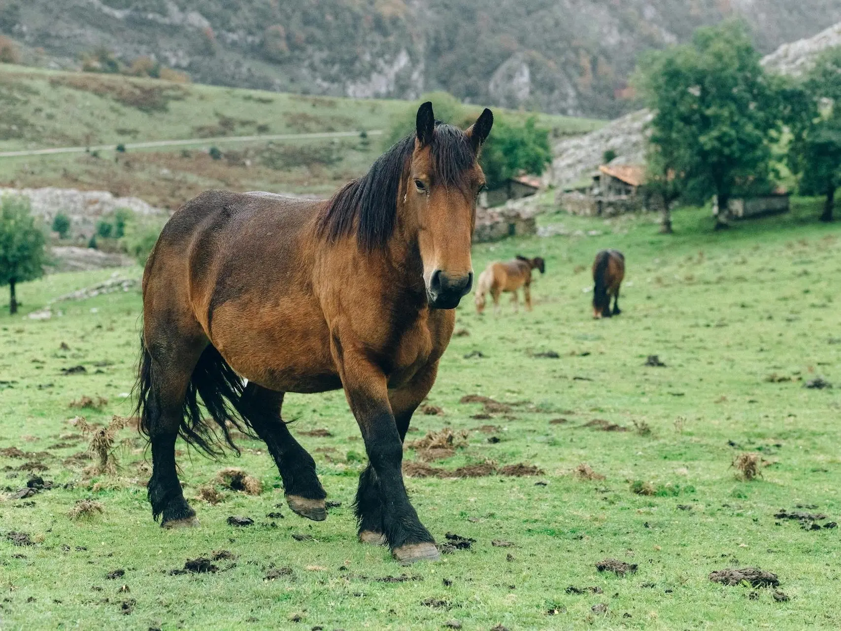 French Ardennais Horse 